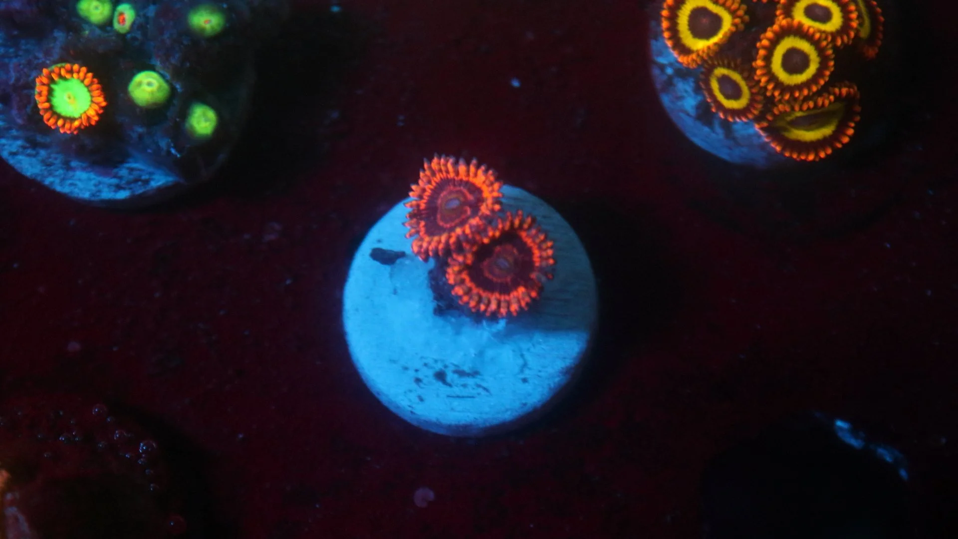 el corazon 2 polyp 2.JPG