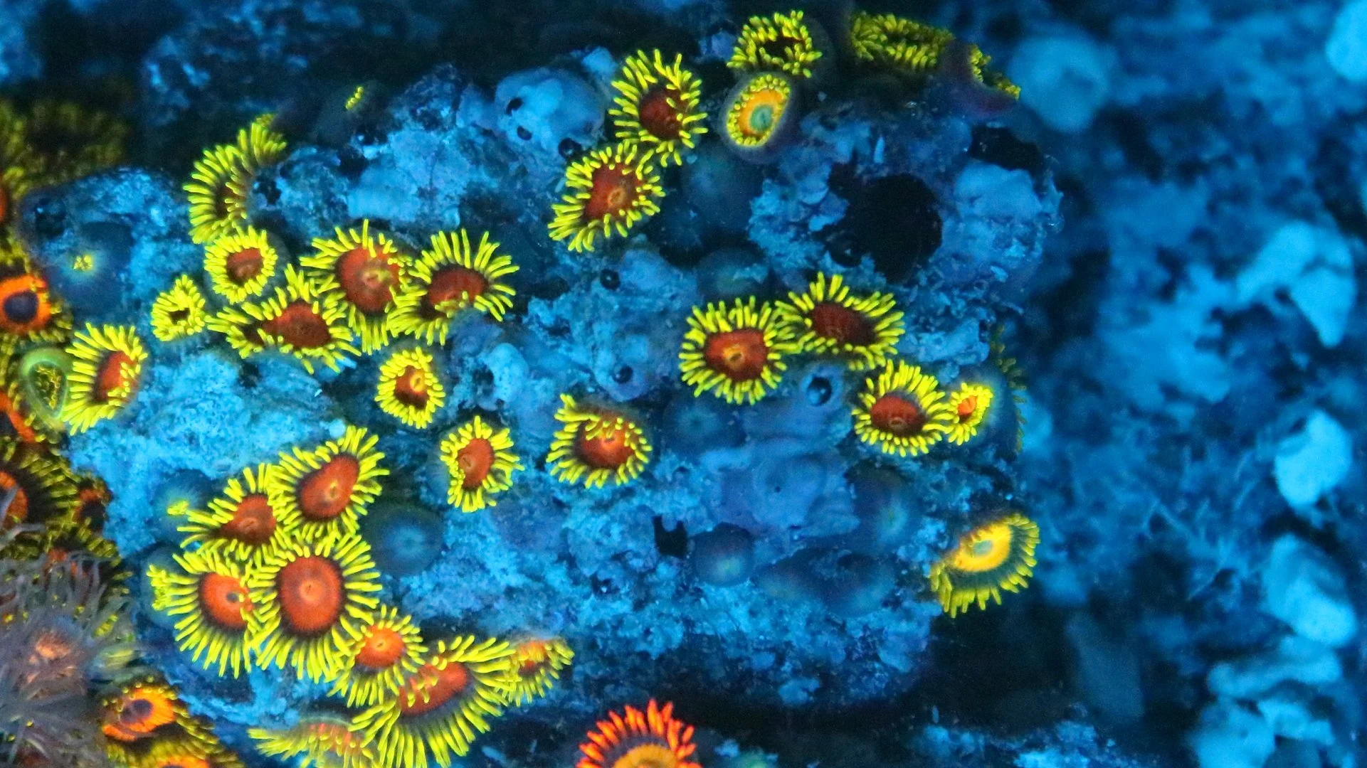 yellow brick road.JPG