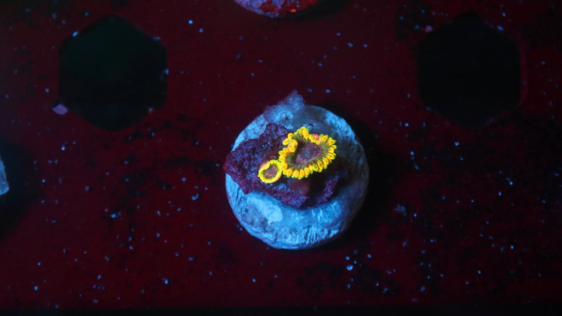 stingy marley 2 polyp.JPG