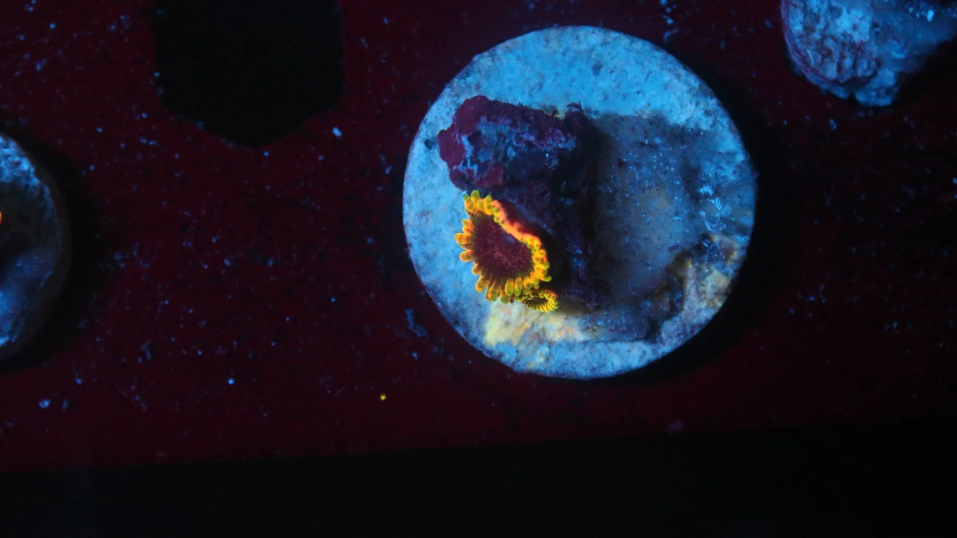 Stingy marley 2 polyp 3.JPG