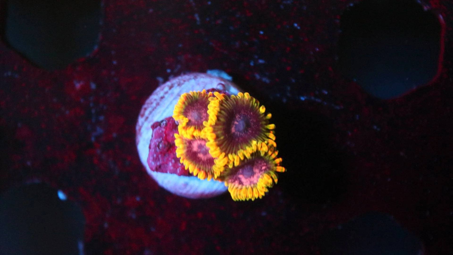 jedi min trick 2.JPG