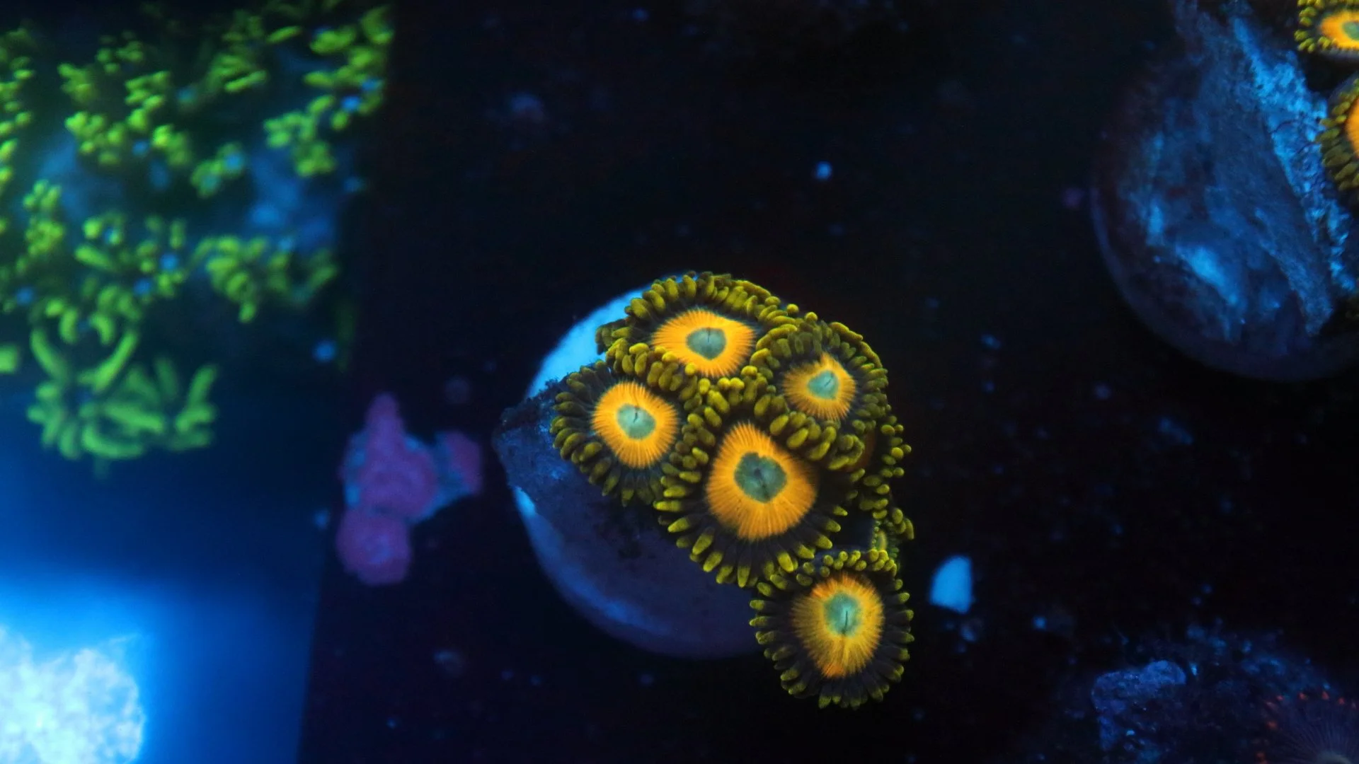 Scrambled eggs 2.JPG