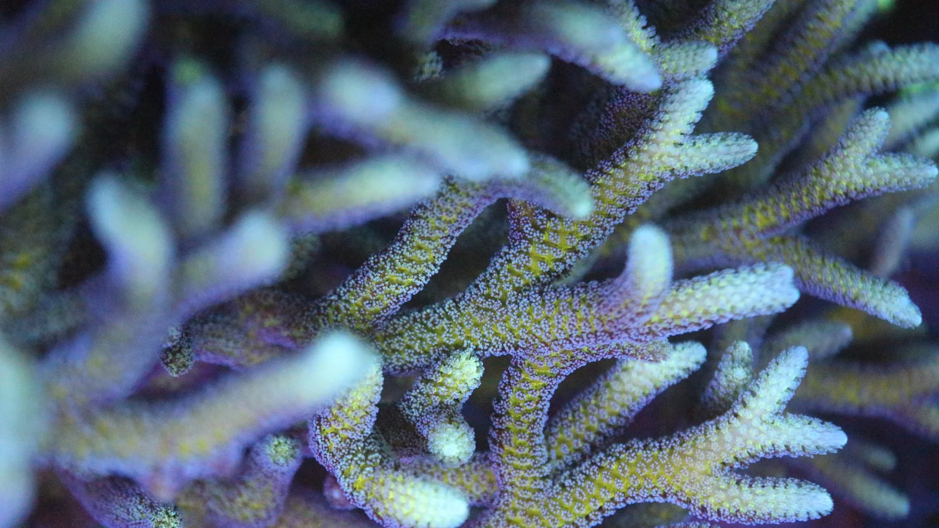 Australian blue polyp birdsnest $30.JPG