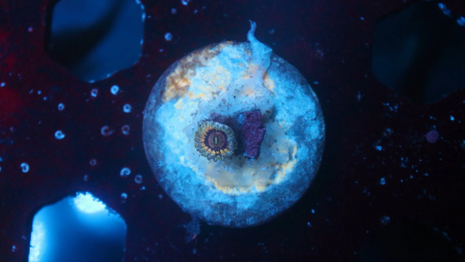 queen strat 1 polyp 5.JPG