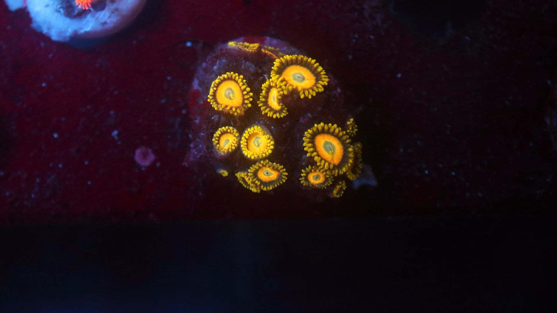 Scrambled eggs 3.JPG