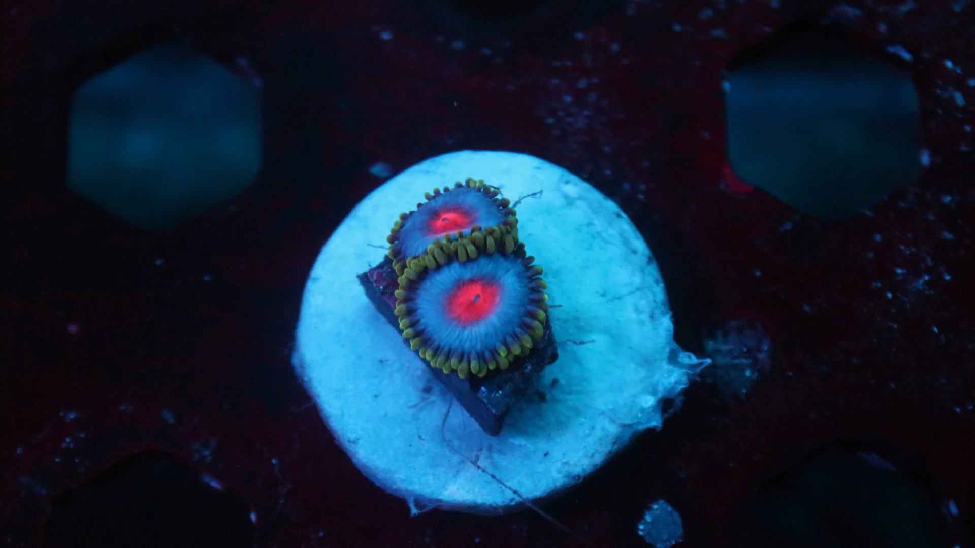 miami vice 2 polyp 2.JPG