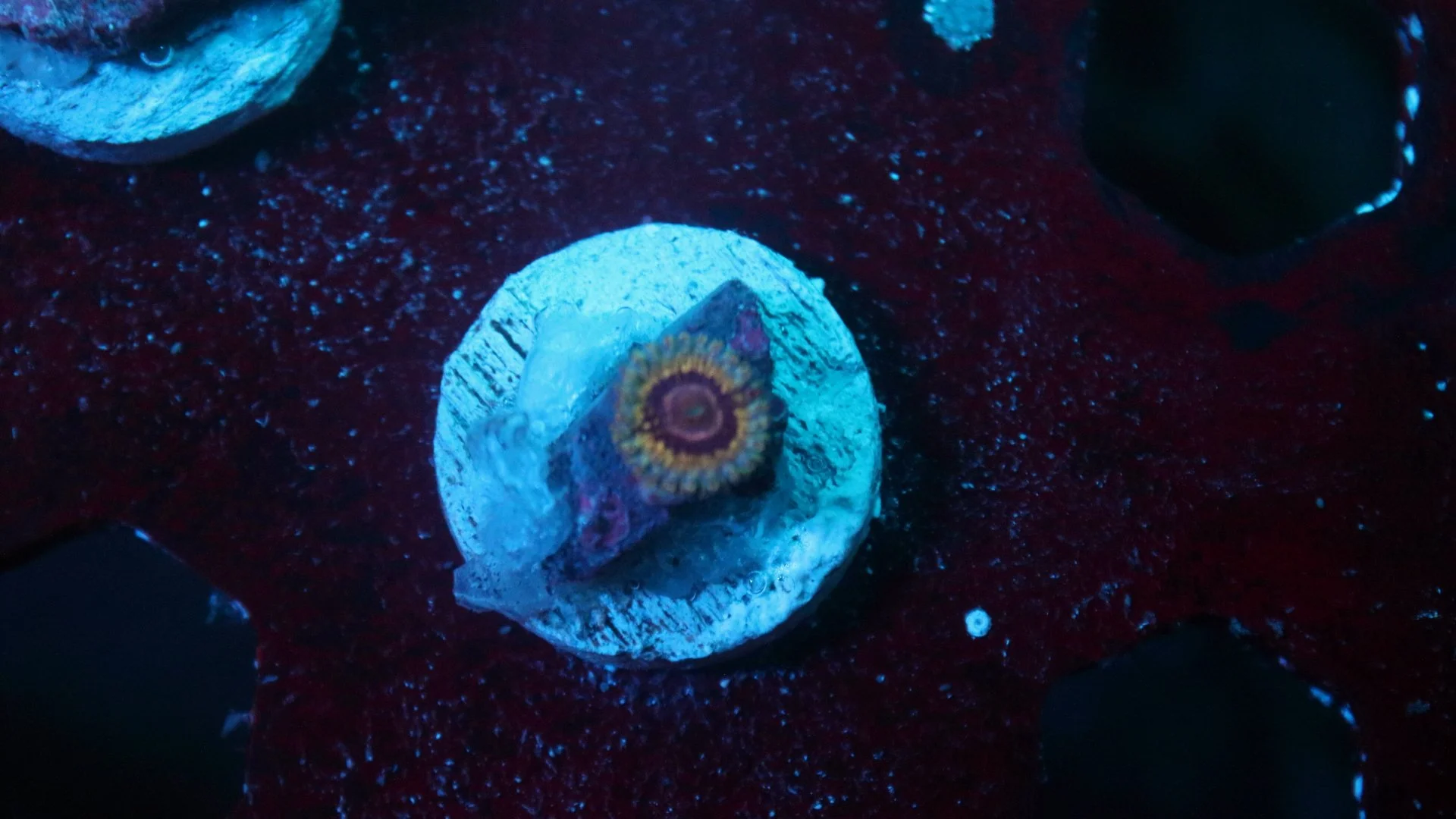 queen strat 1 polyp.JPG