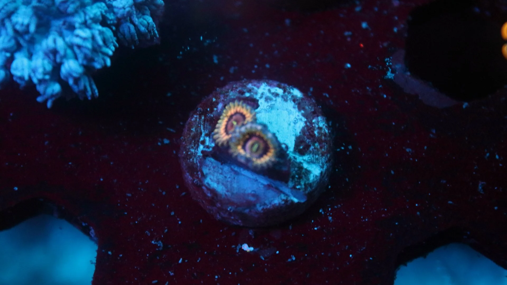 queen strat 2 polyp 2.JPG