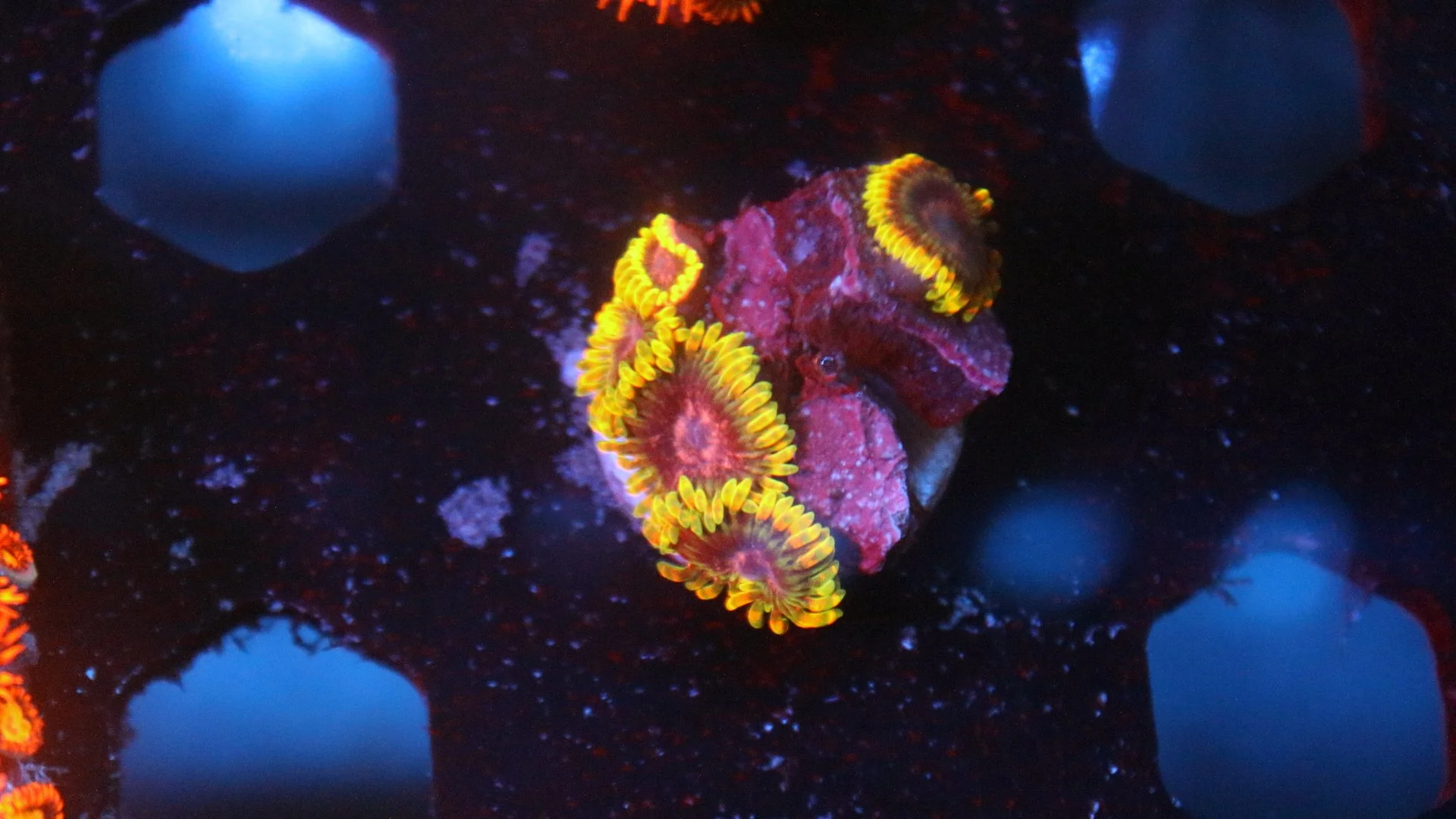 Jedi Mind trick 1.JPG