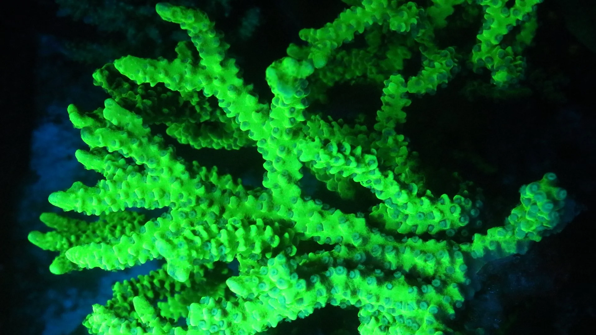 green goblin anacrapora.JPG