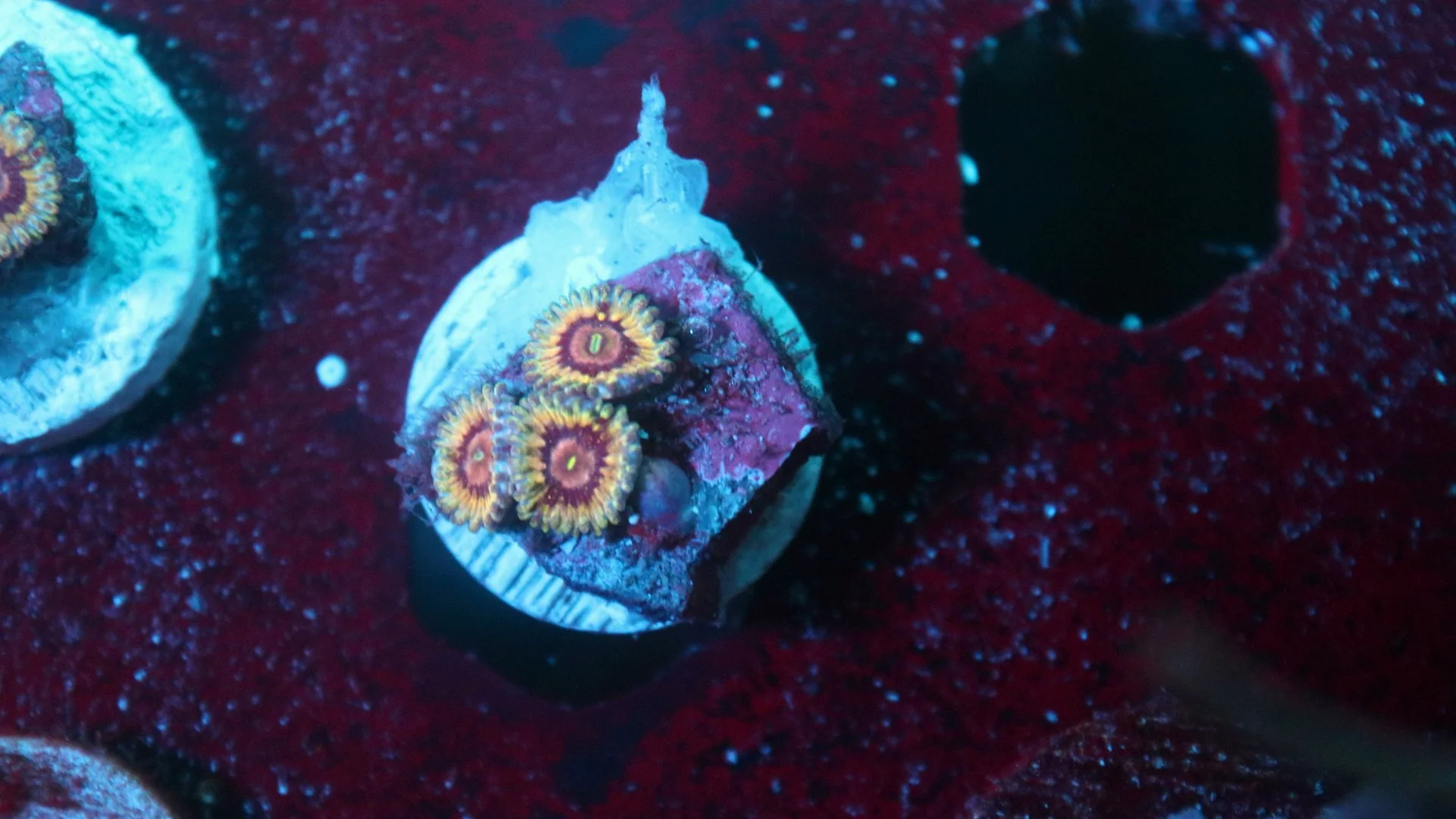 queen strat 3 polyp.JPG