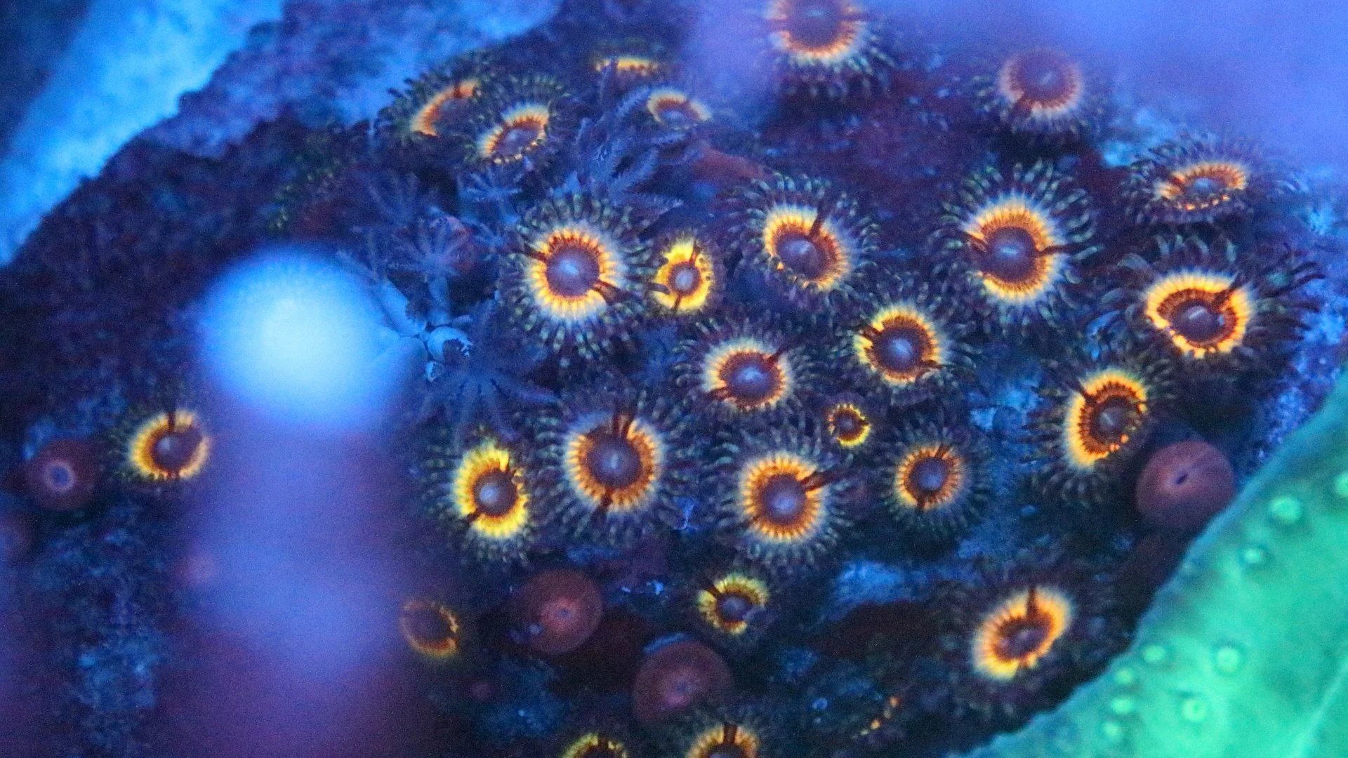 Charming charlie.JPG