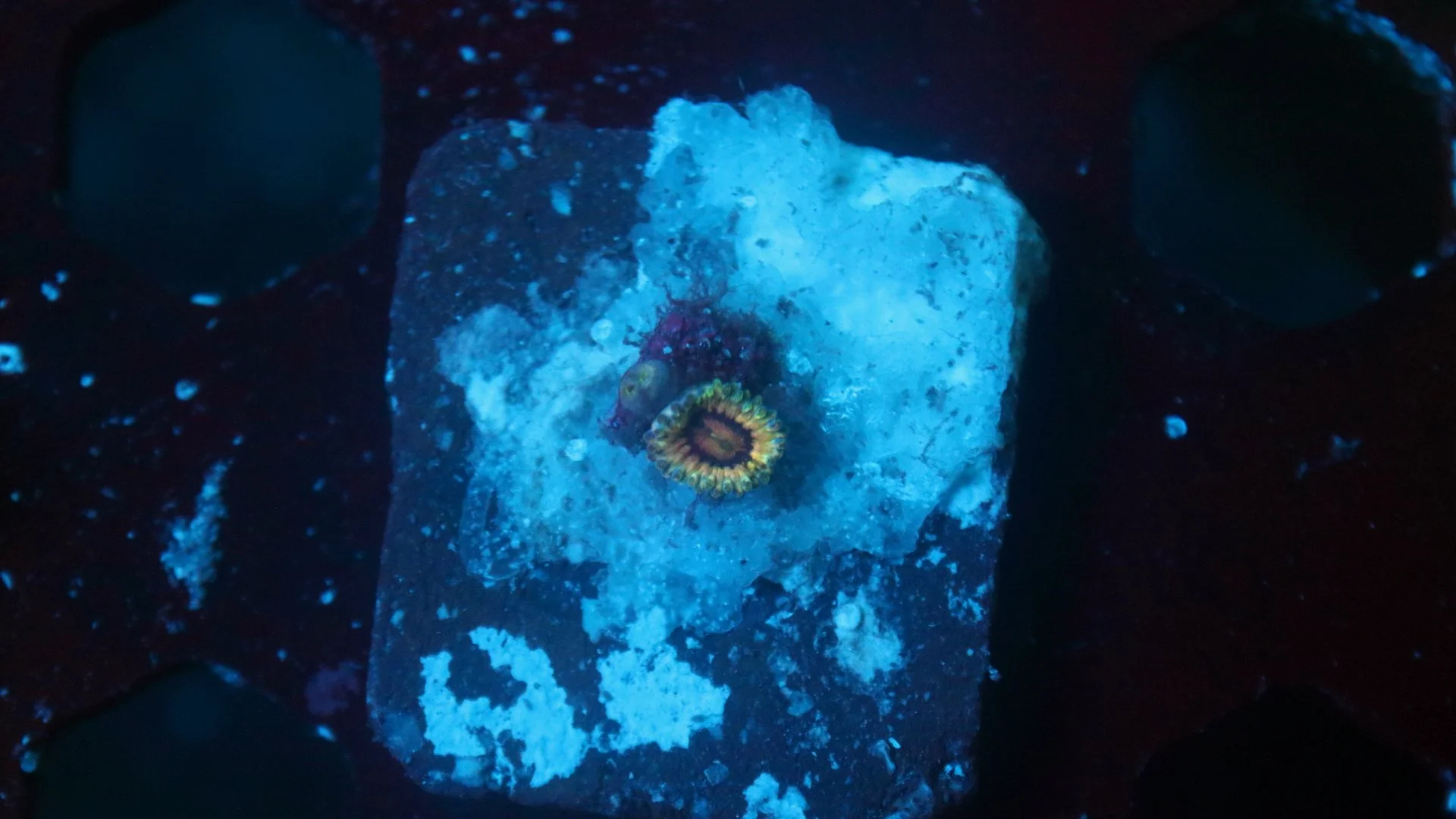 queen strat 2 polyp 4.JPG