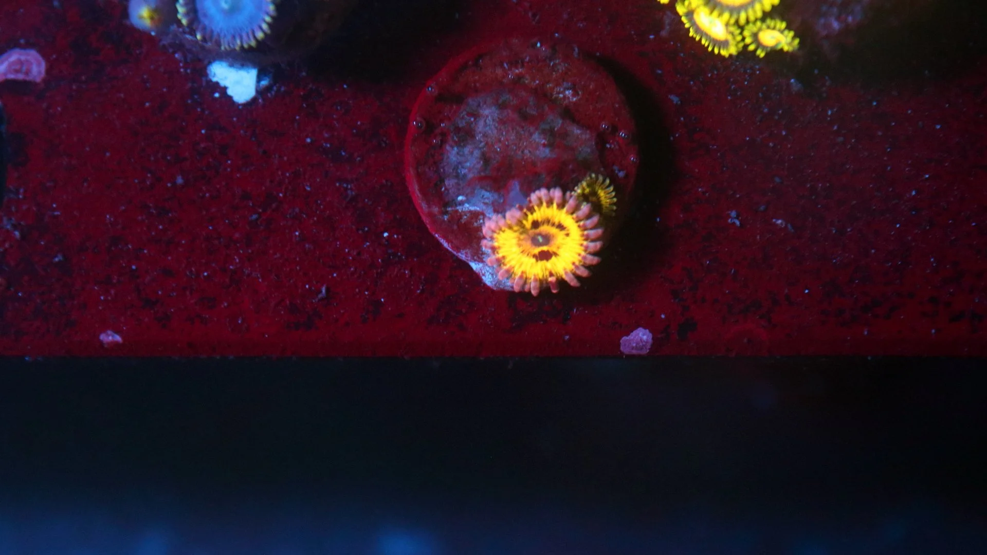 strat 1 polyp 1 baby.JPG