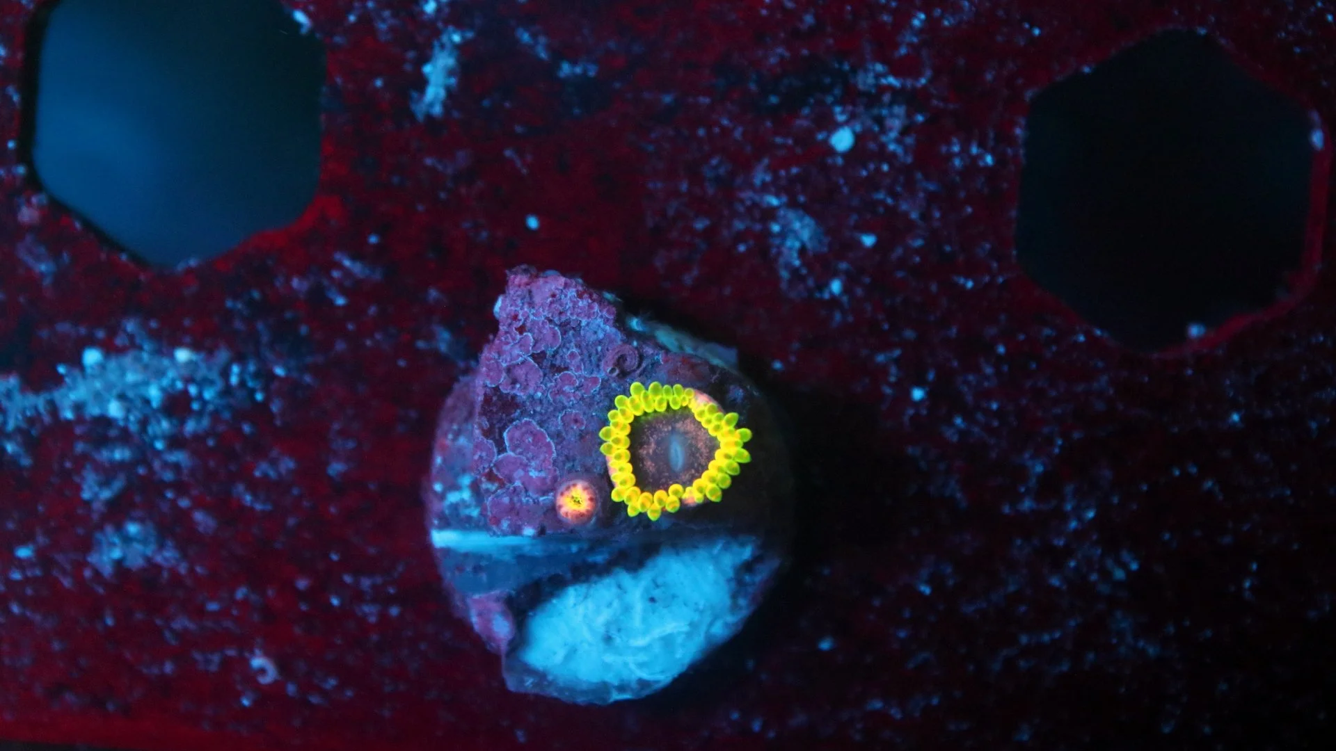 stingy marley 1 polyp.JPG