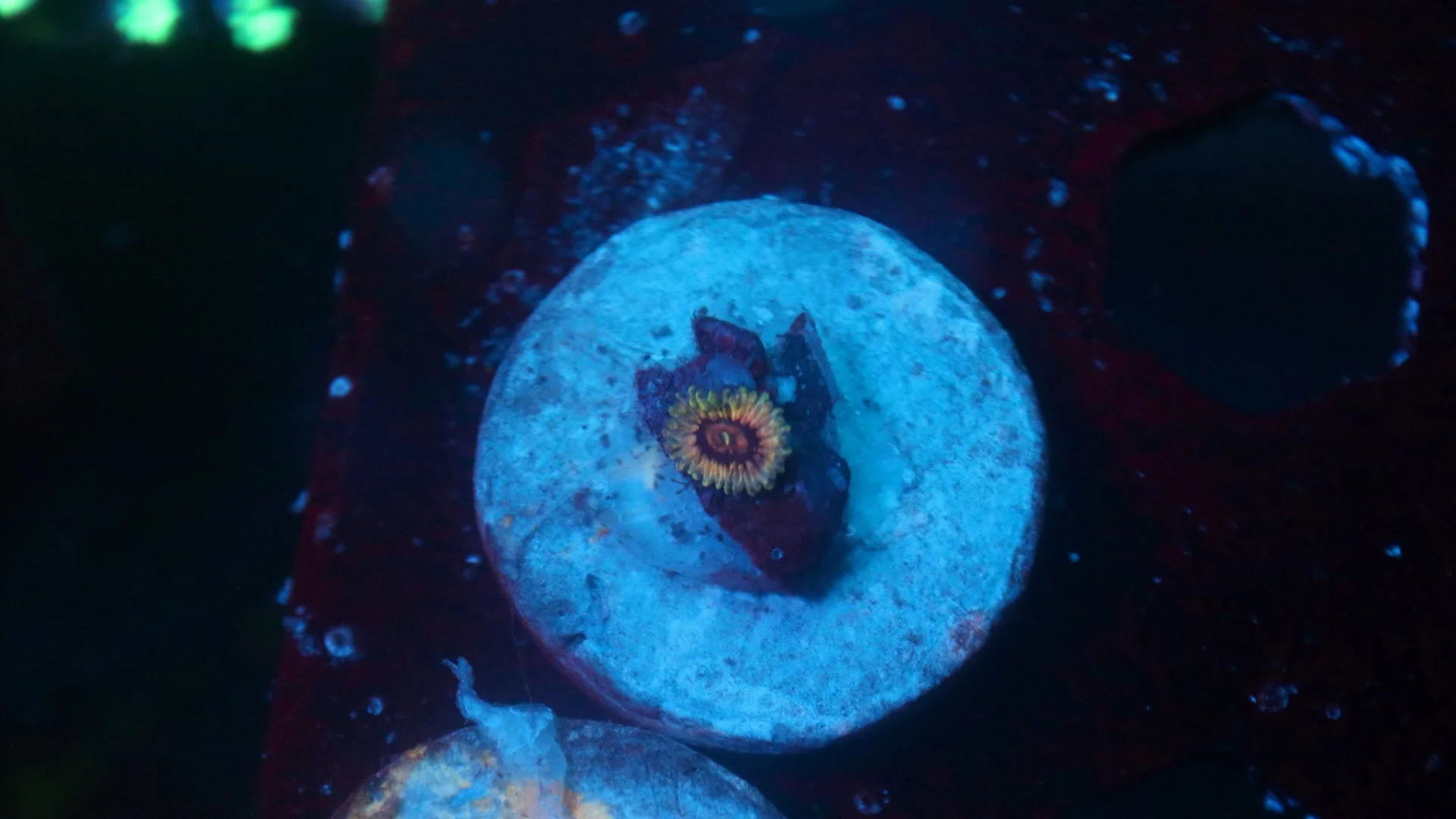 queen strat 1 polyp 4.JPG