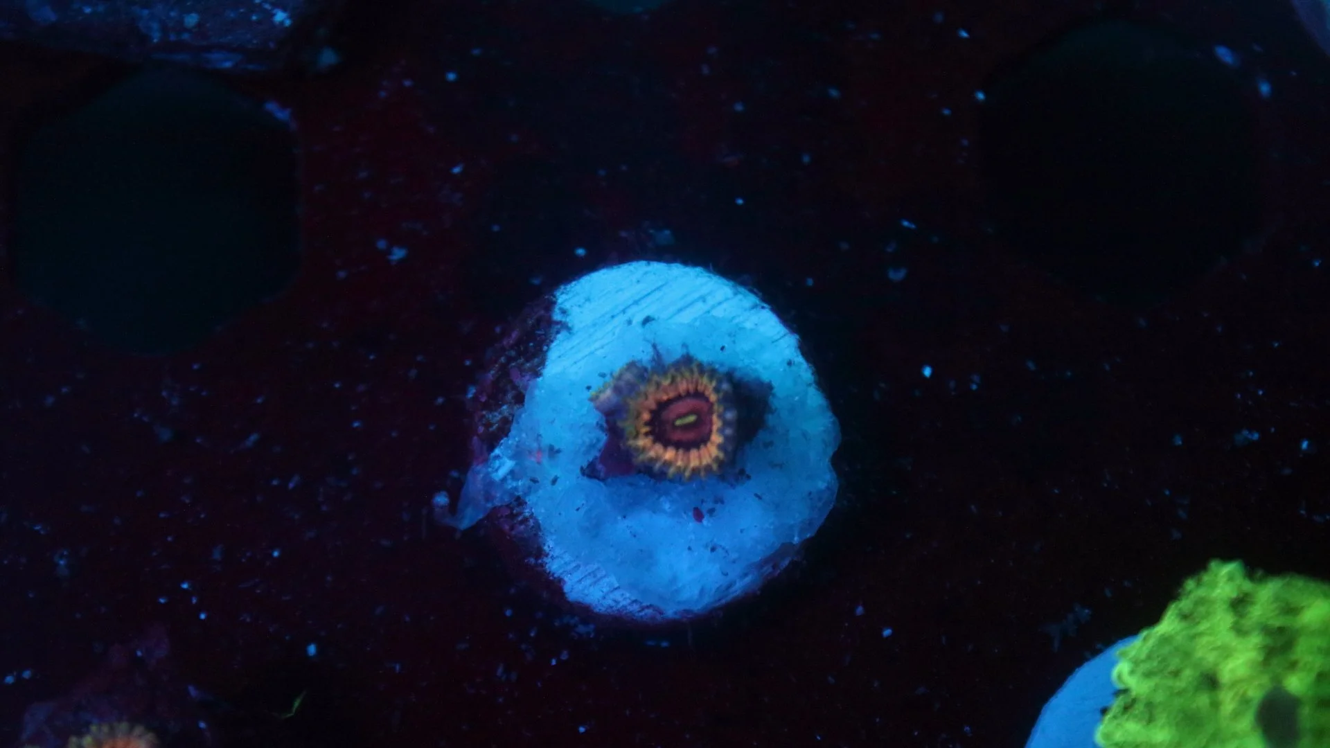 queen strat 1 polyp 2.JPG