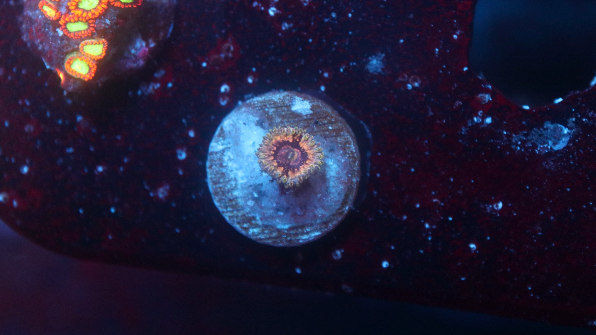 queen strat 1 polyp 7.JPG