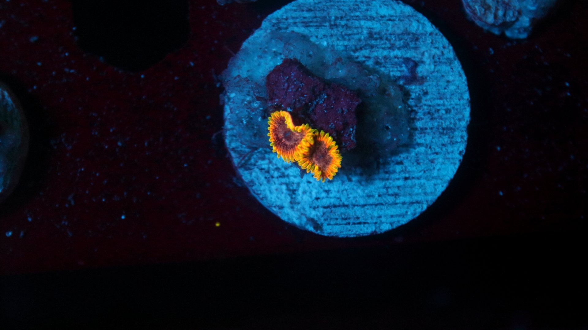 Stingy marley 2 polyp 2.JPG