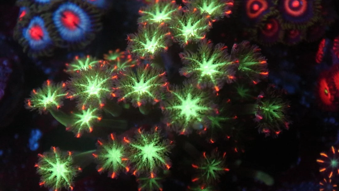 fireworks clove 3.JPG