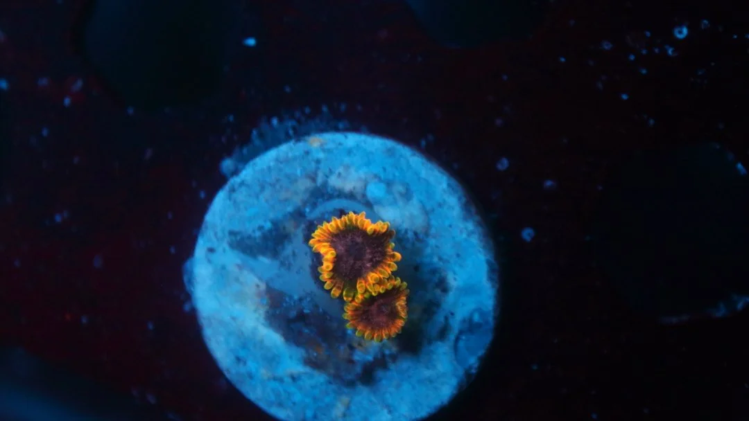 Stingy marley 2 polyp 4.JPG