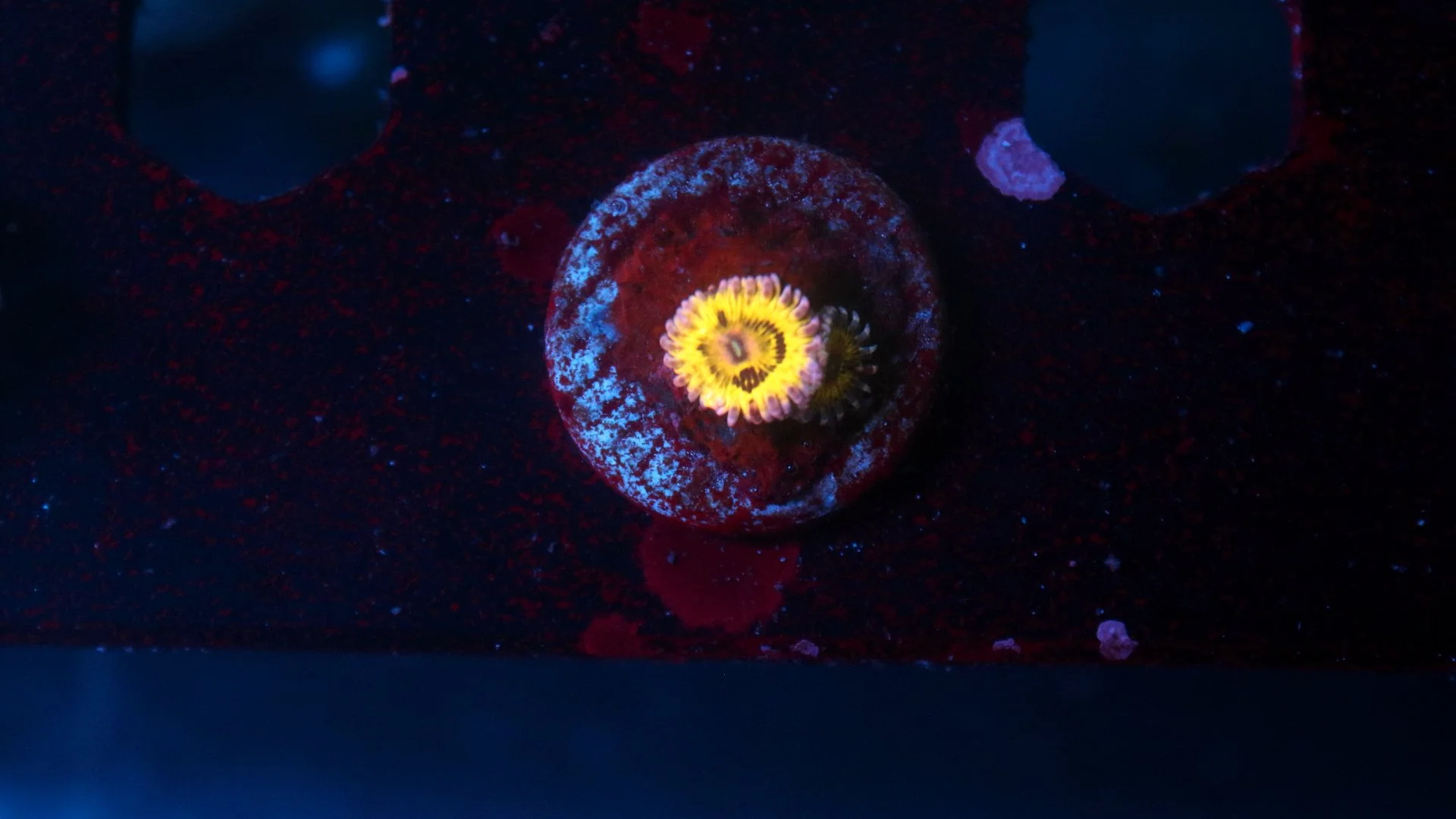 stratocaster 2 polyp 3.JPG