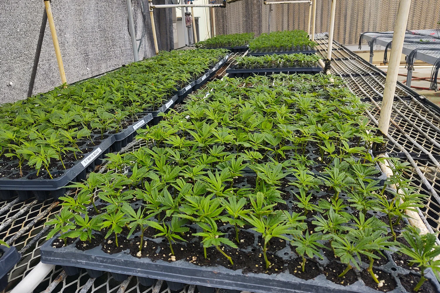 Clone And Seedlings Virginia Cannabis Services