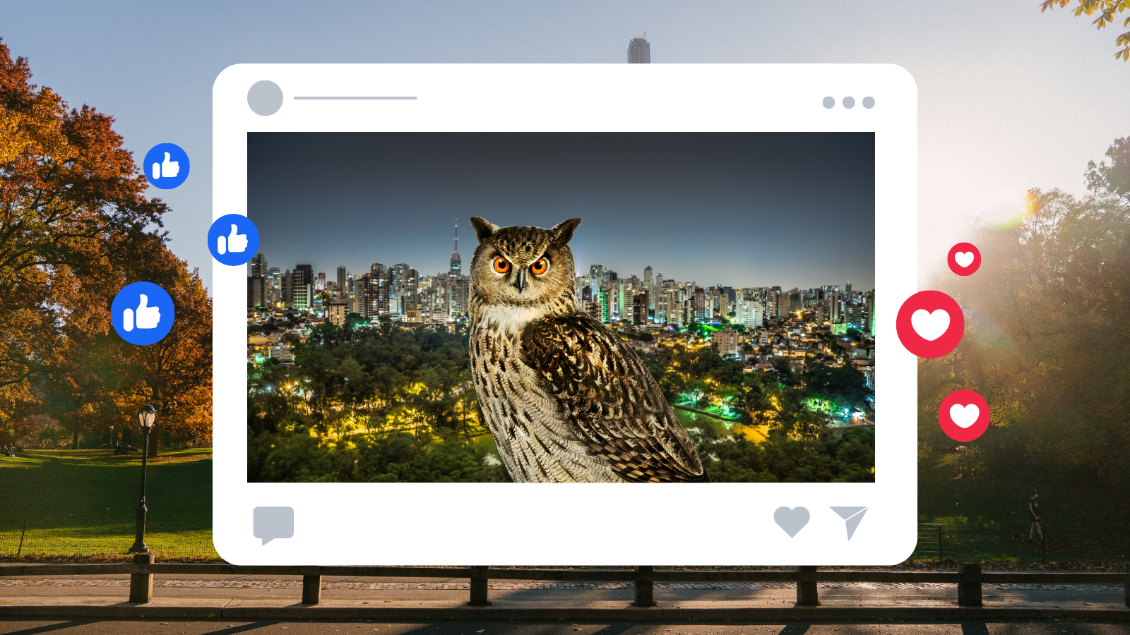What happens when wild animals become social media sensations?