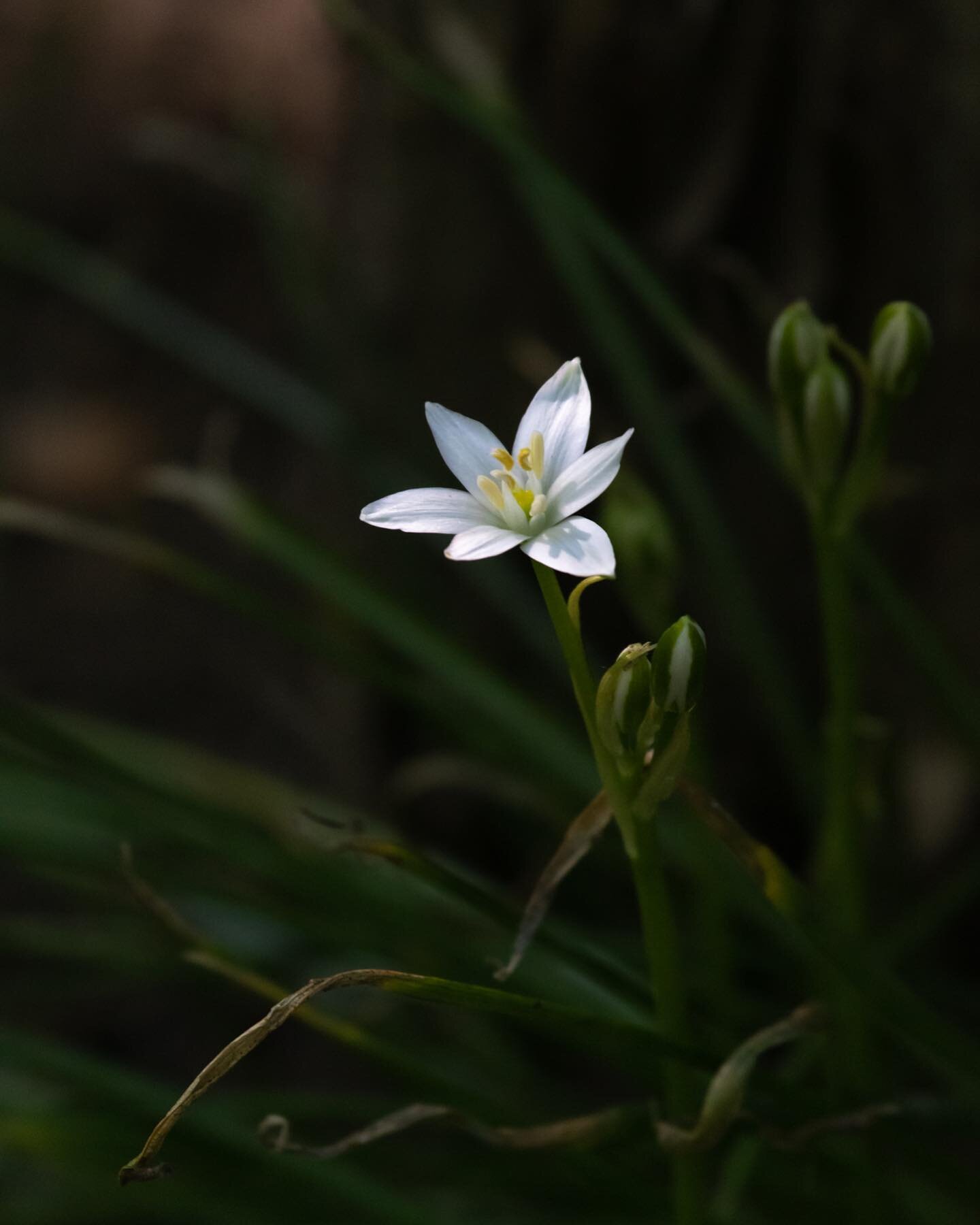 Spring is springing 🌼

Photo: Common Star-of-Bethlehem, an introduced weed from Europe. Seen on a recent walk in Prospect Park.

#wildflower #flower #plant #prospectpark #brooklyn #naturephotography #nature