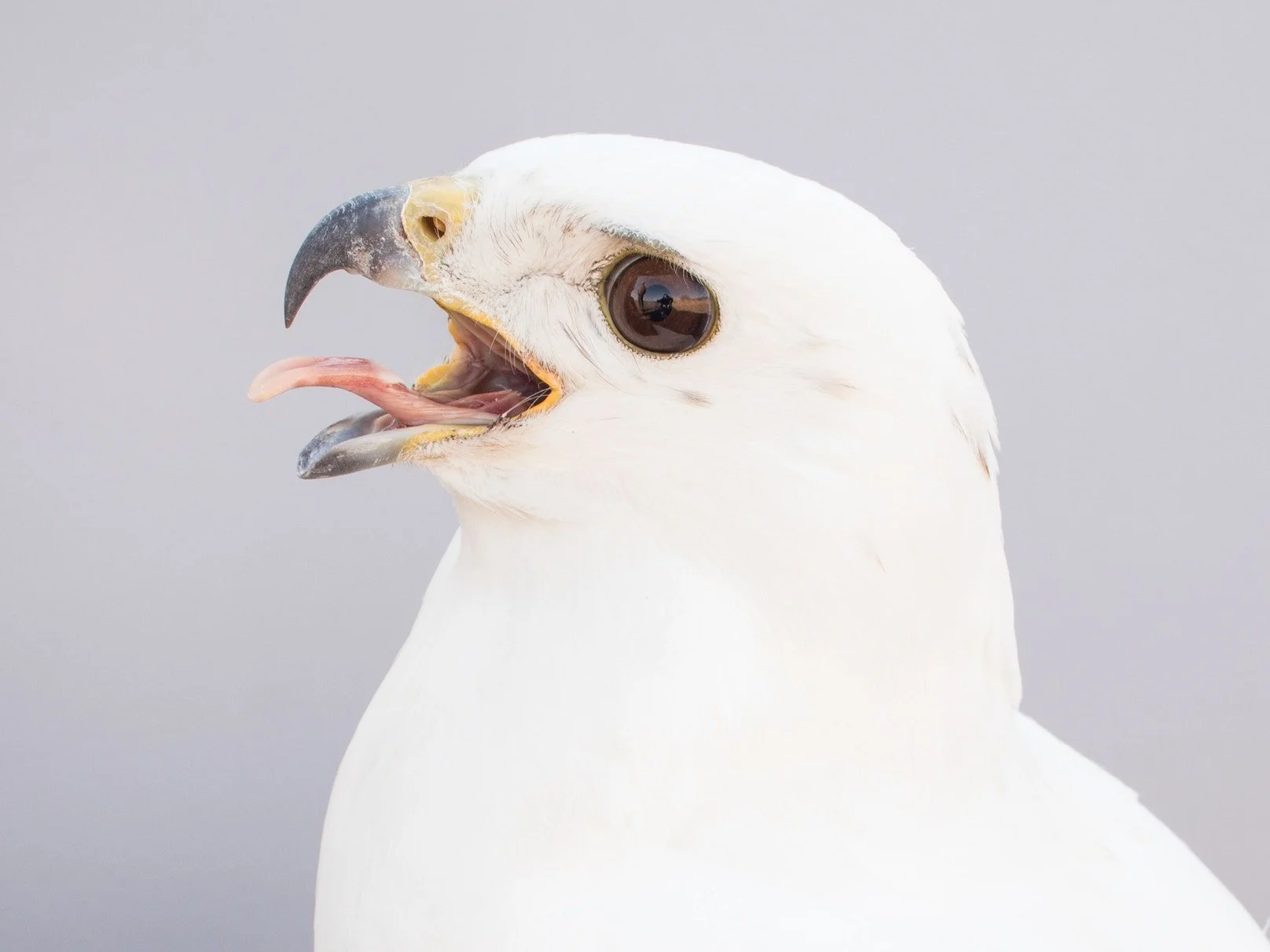 This White Red-tailed Hawk Isn’t Just Gorgeous—It’s Also a Rare Scientific Opportunity