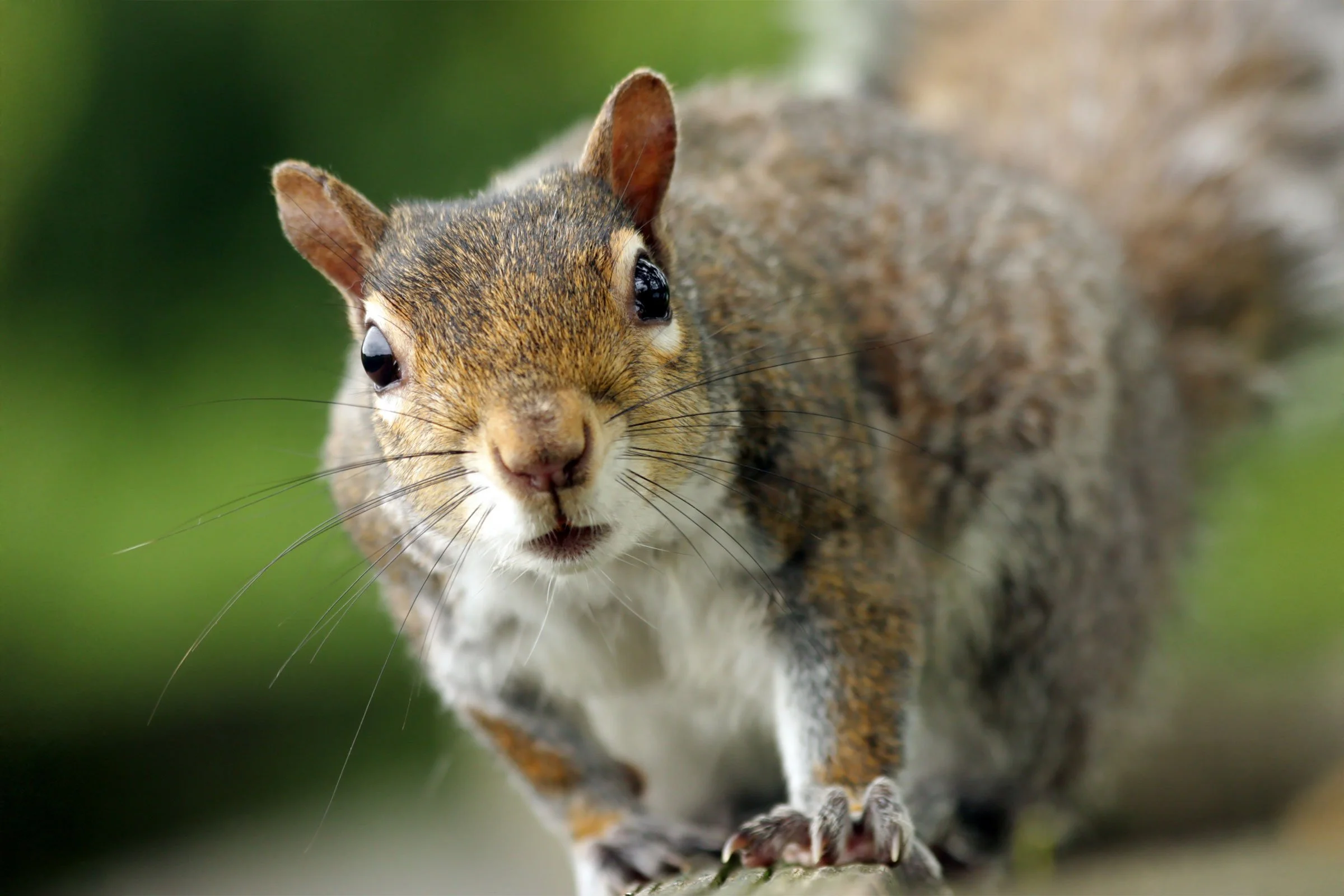 When Squirrels Meet the Delmar Divide