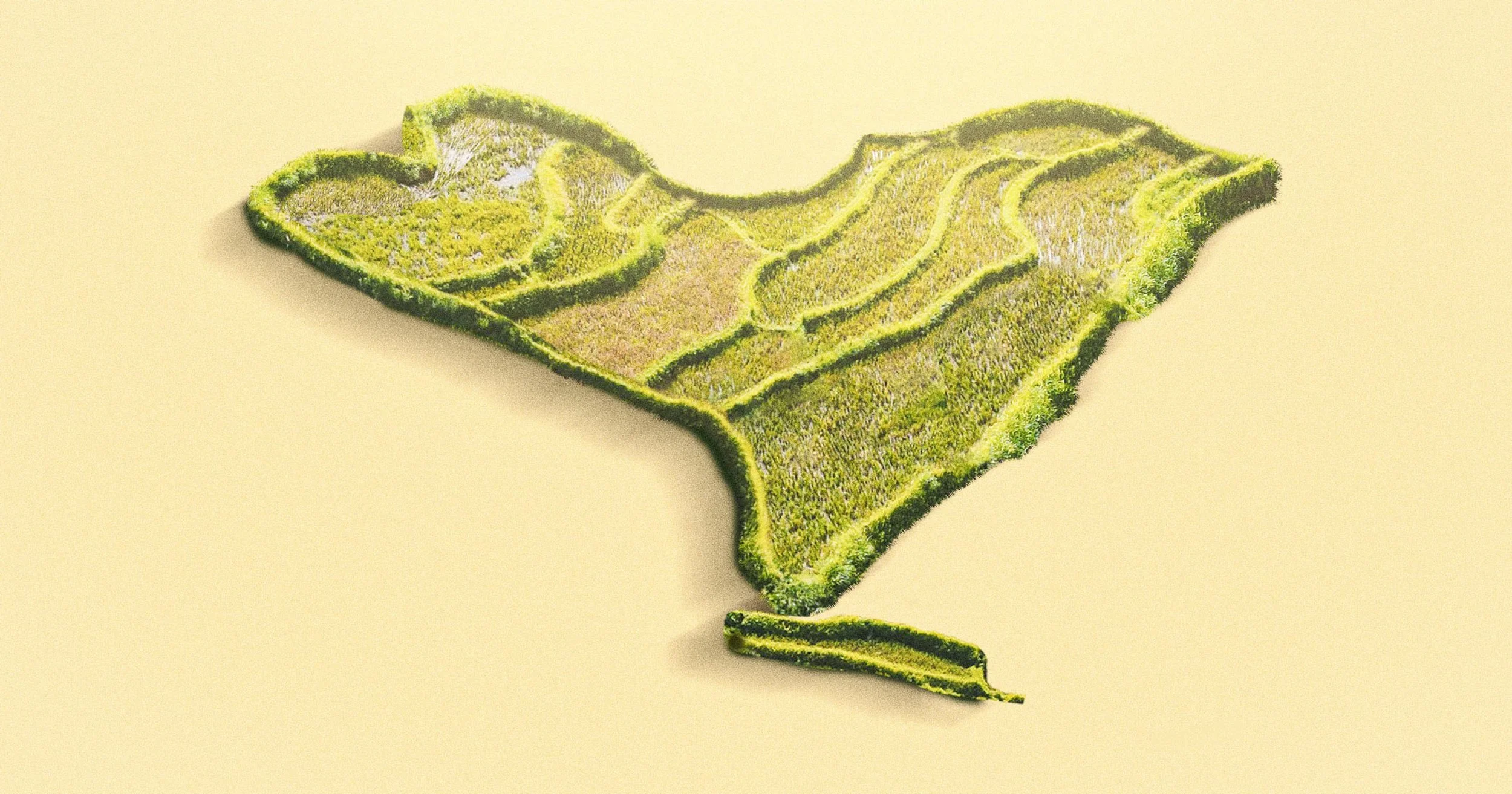 Growing Rice in New York