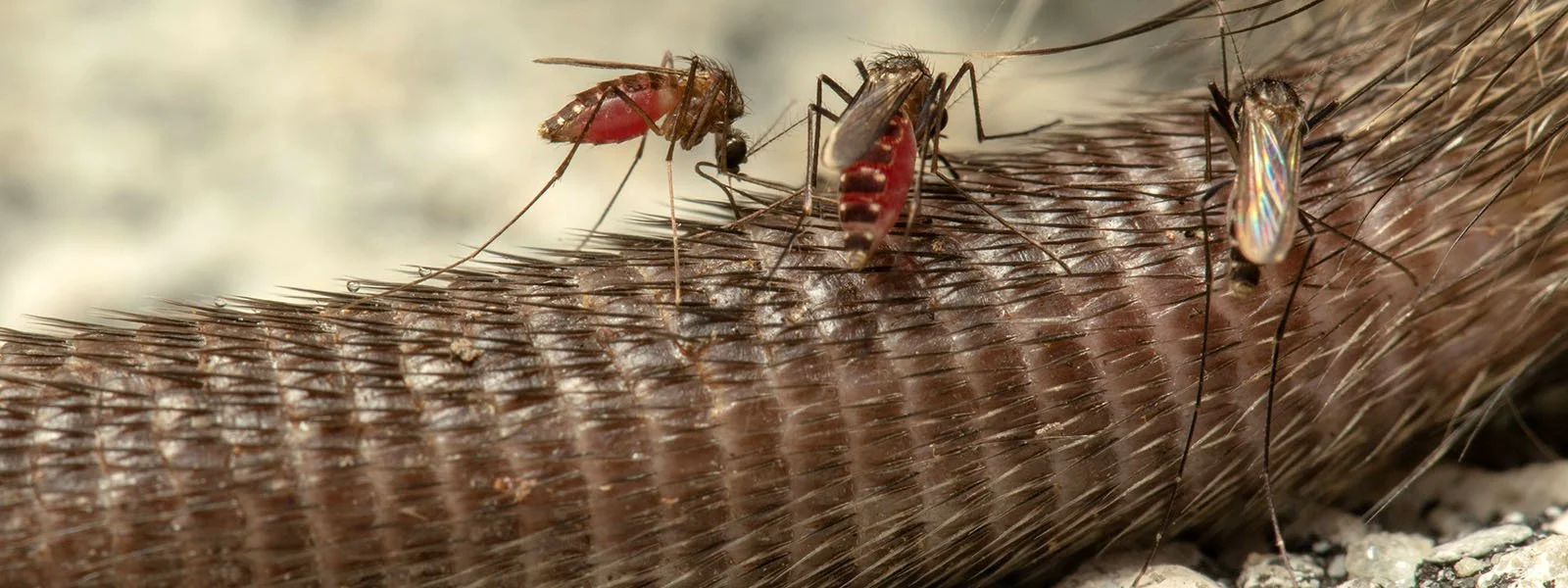 Blood, poop and carcasses: How feasting bugs are helping map biodiversity