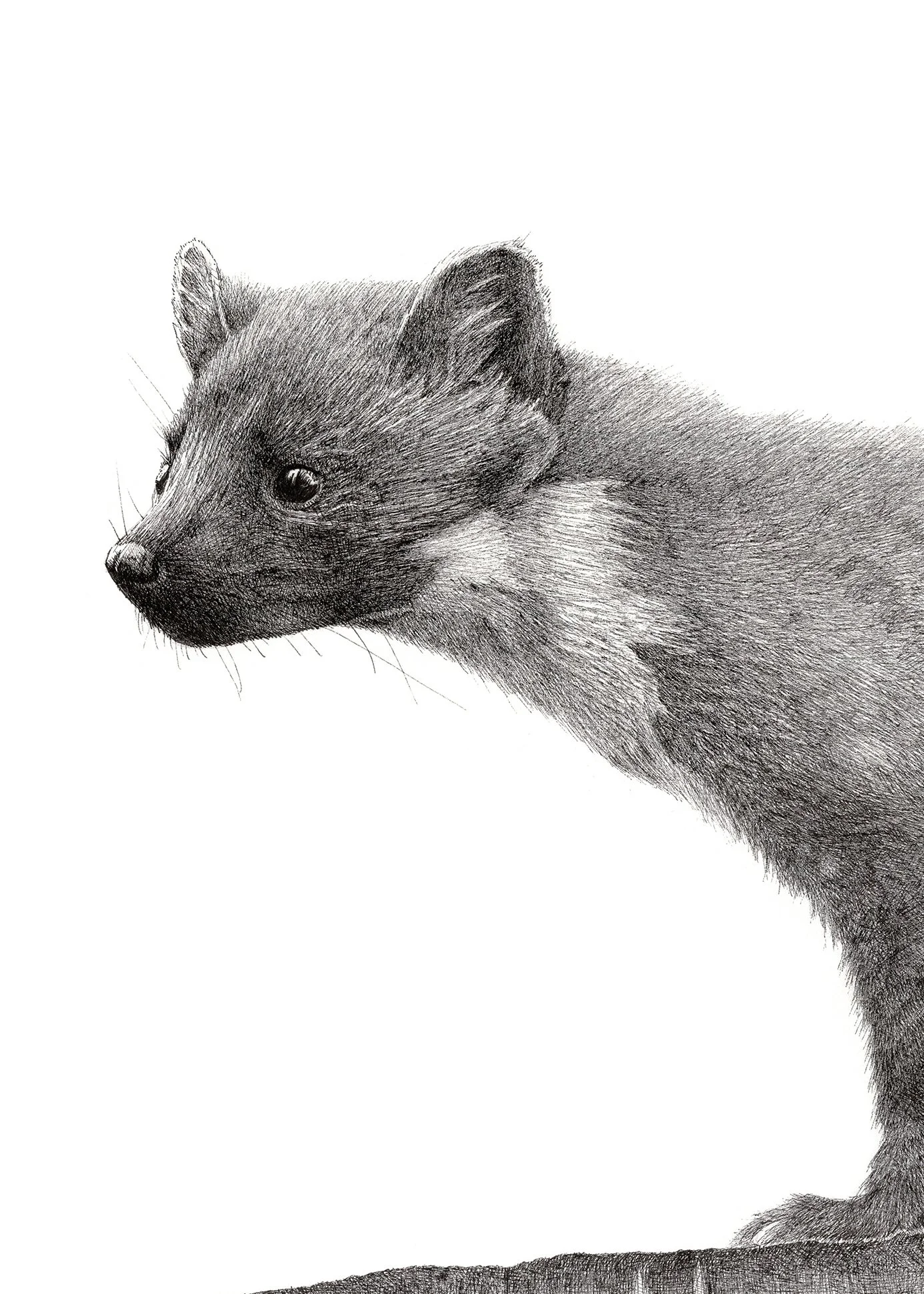Pine-Marten-Crop.jpg