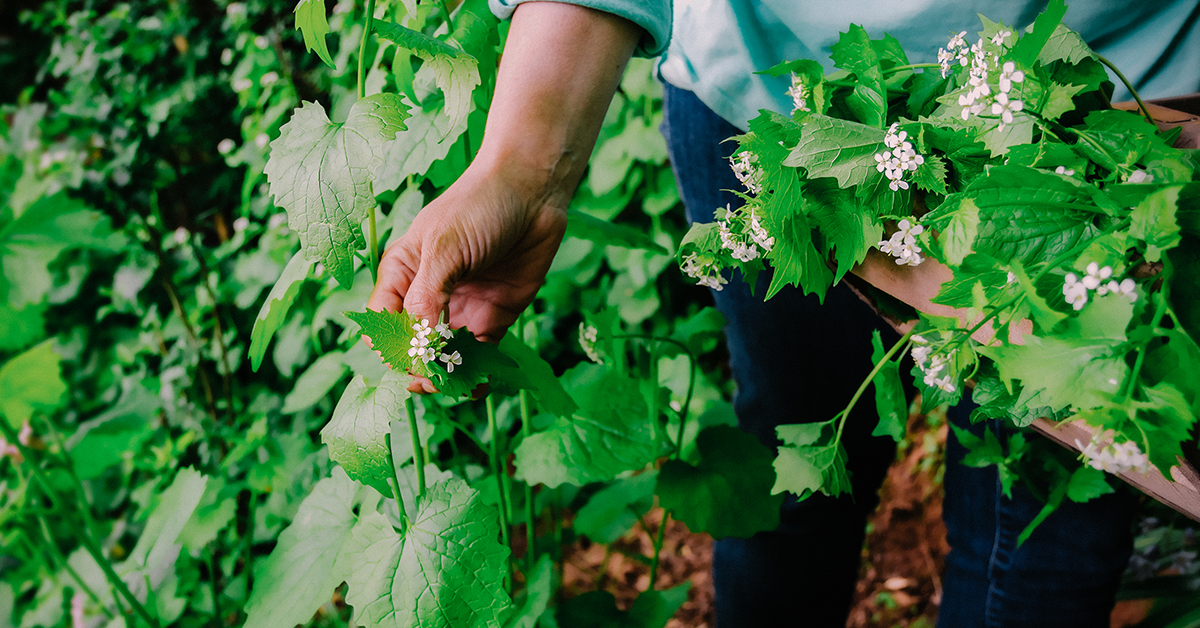 Plant Identification & Foraging