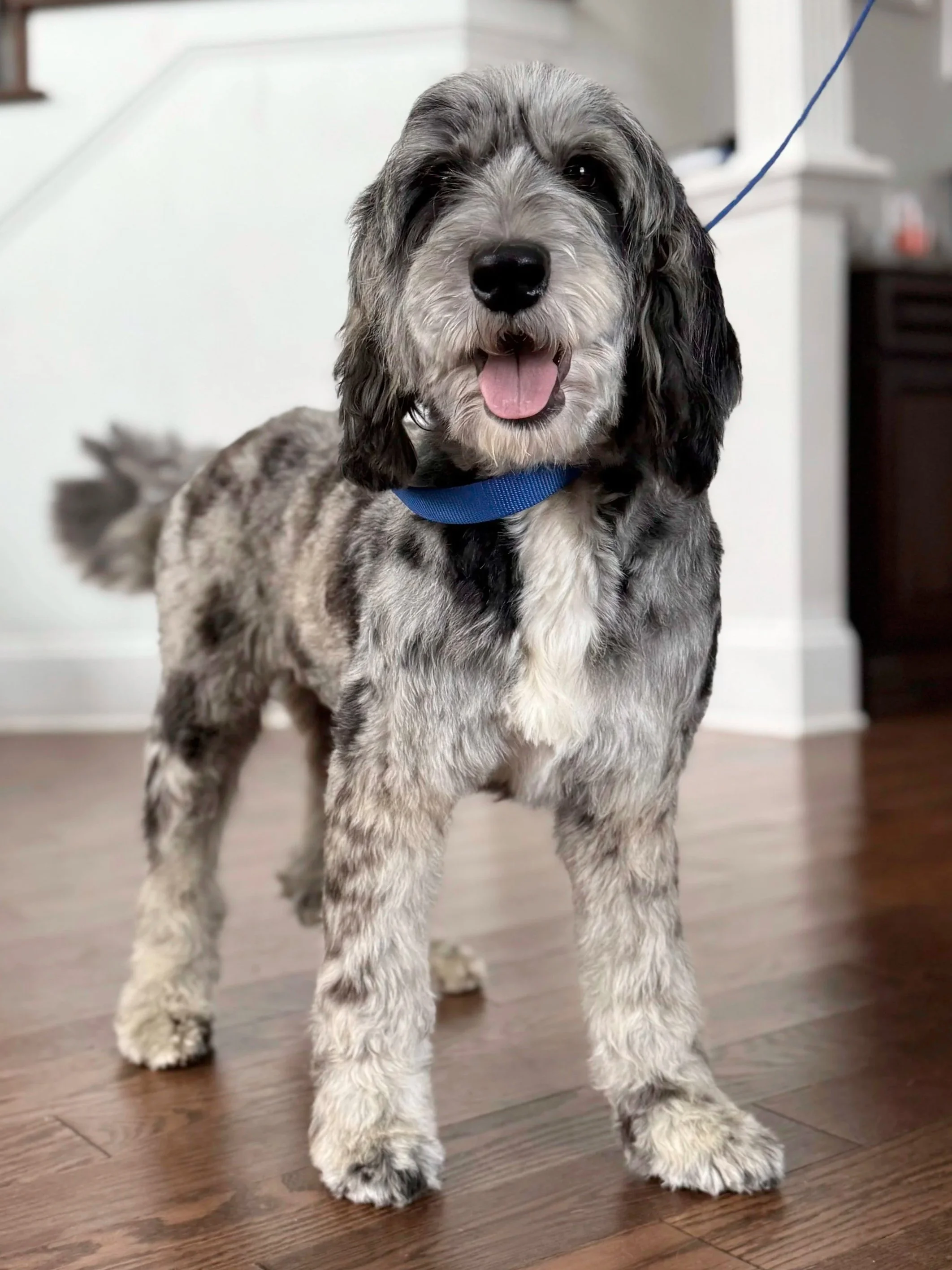 A happy, fluffy, blue merle Australian Shepherd puppy standing on a wooden floor indoors, wearing a blue collar.