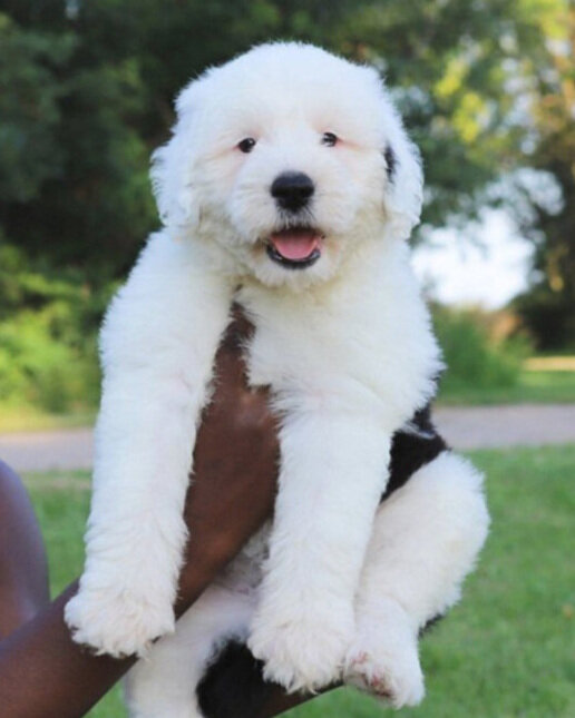 Sheepadoodle Puppies for Sale - Luvmydoodle