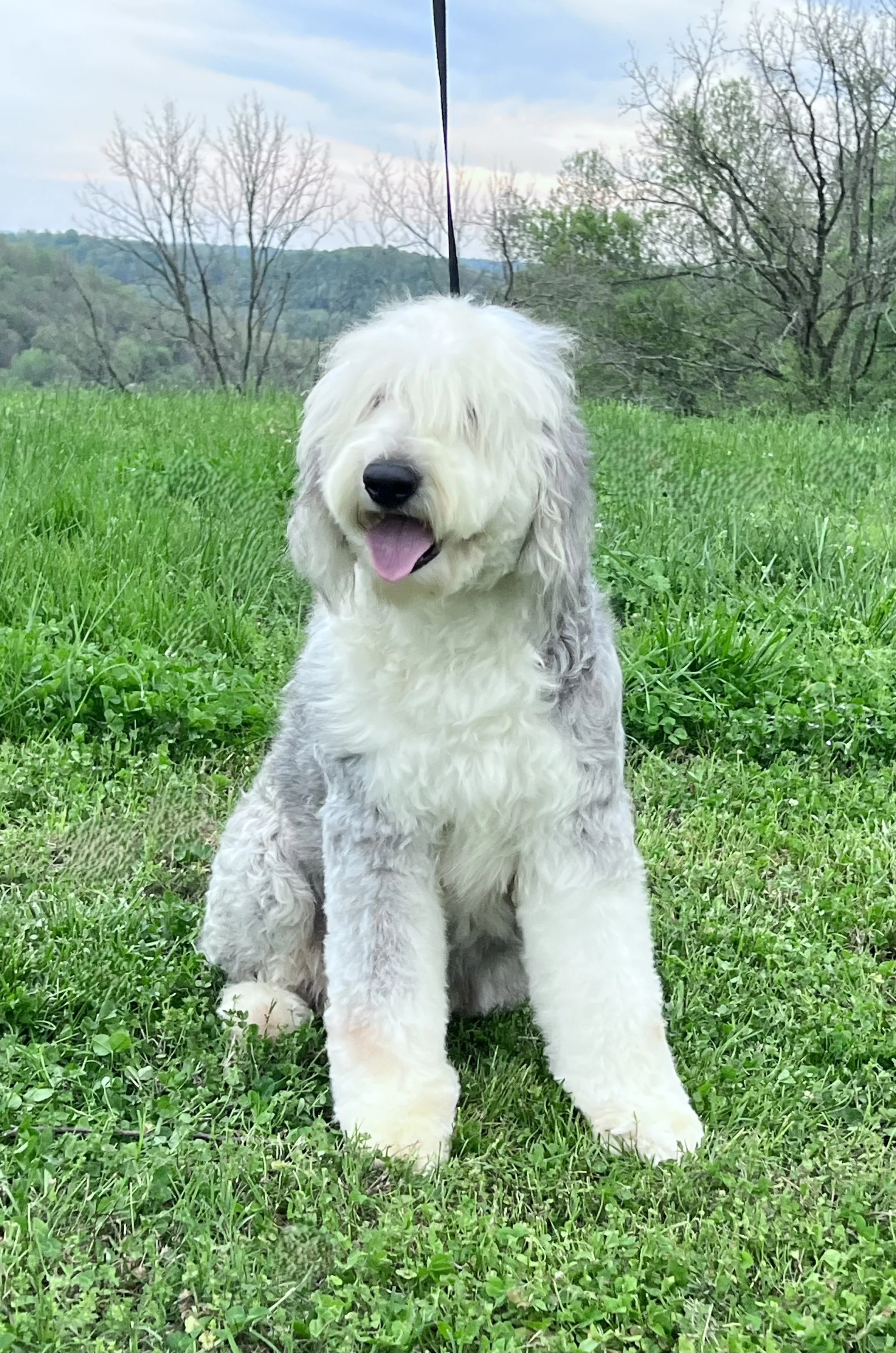 F1 Standard Sheepadoodles — Rockadoodles