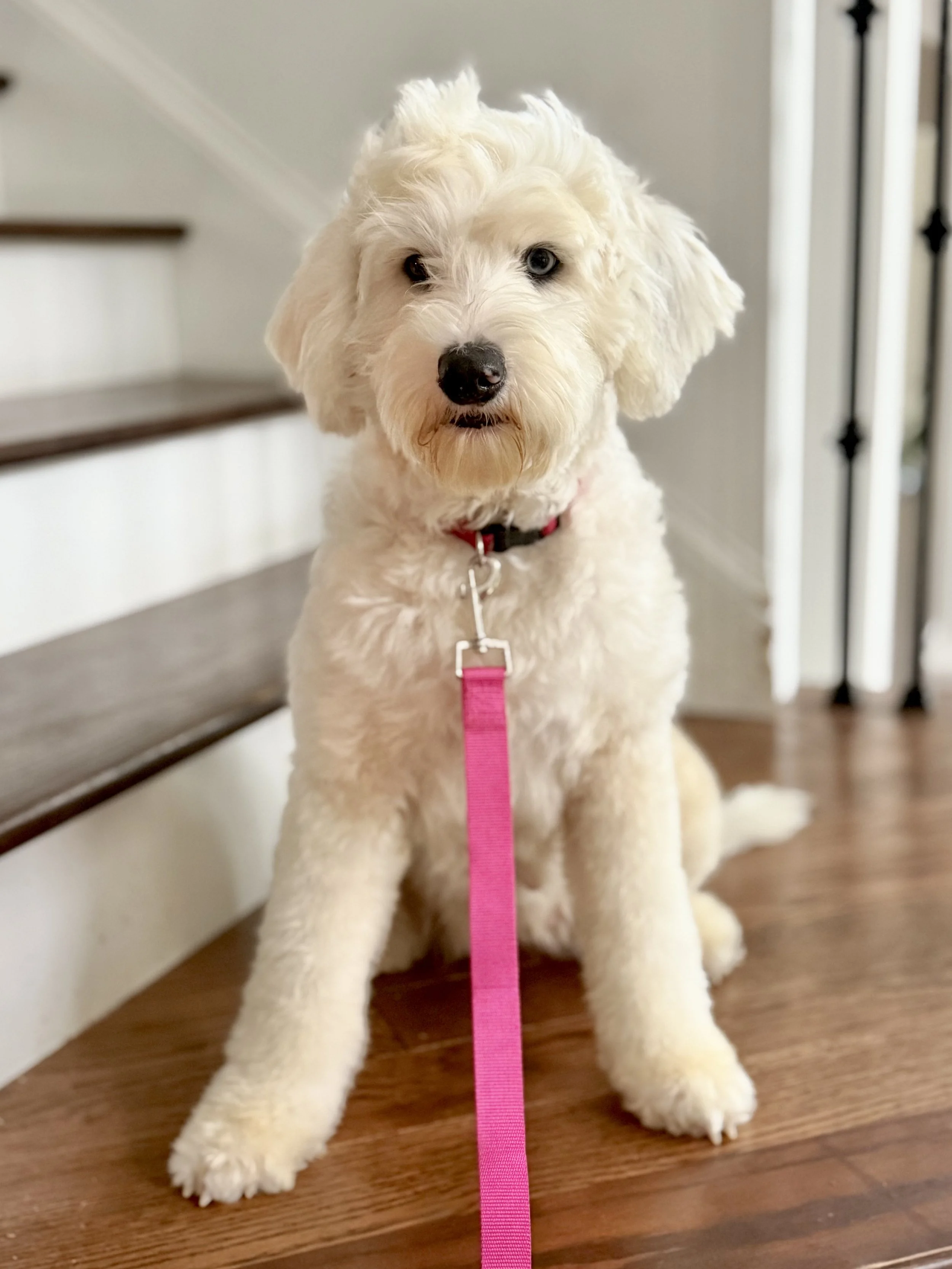A fluffy white puppy with one blue eye and one brown eye sitting indoors on a hardwood floor, attached to a pink leash, near staircase and railing.