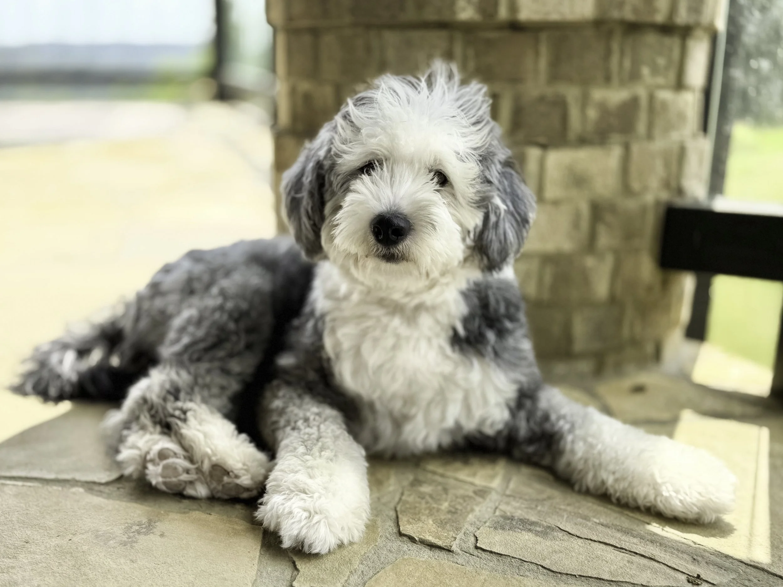 A cute, fluffy, gray and white puppy with a black nose and dark eyes, lying on a tiled surface in front of a rustic brick wall and window.