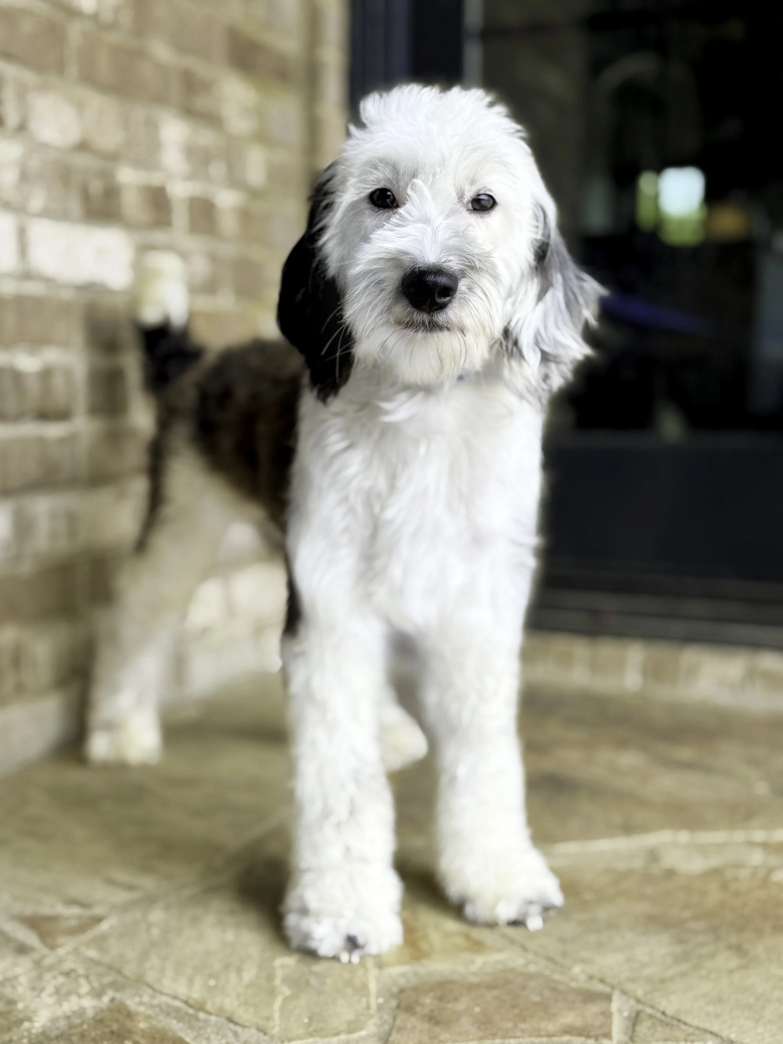 A fluffy puppy with a white face and black ears standing on a stone patio next to a brick wall.