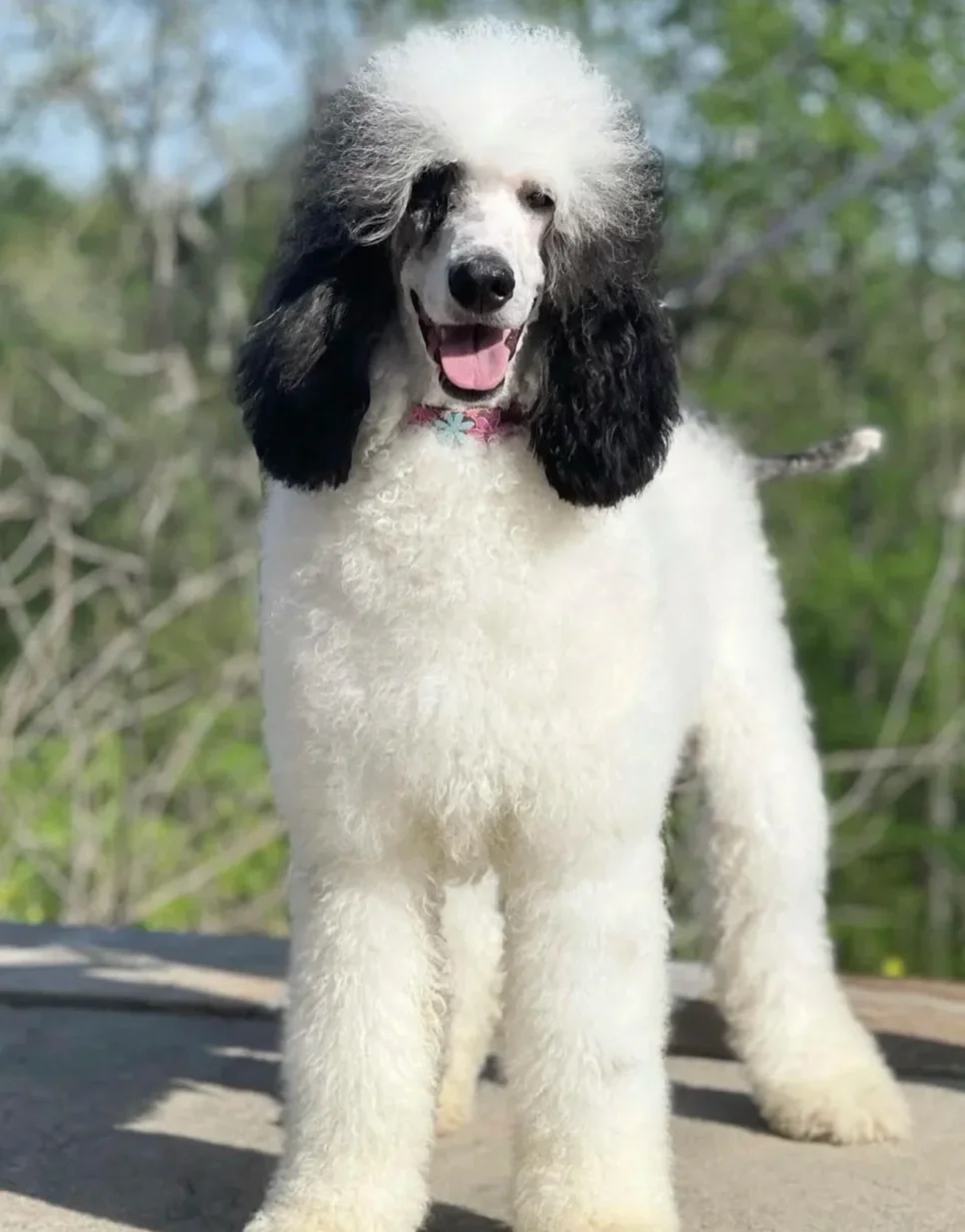 A poodle with a curly white coat and black ears, sitting outdoors with a blurred green background, looking at the camera with its tongue slightly out.