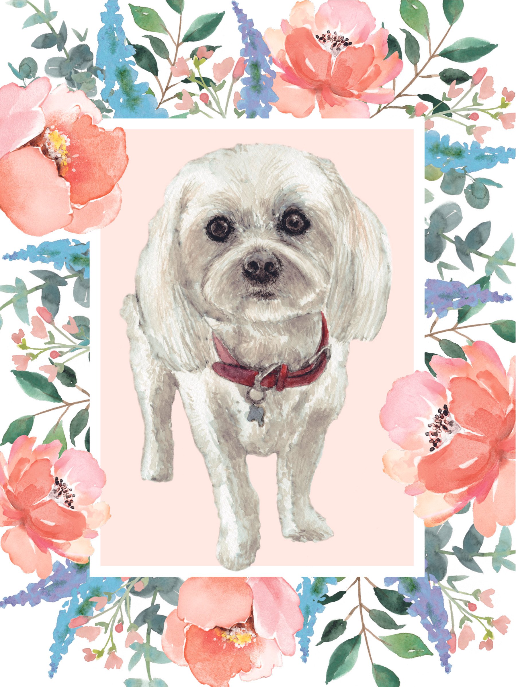 A watercolour painting of a white bichon frisse dog with a red collar, on a pink background with a coral coloured floral border