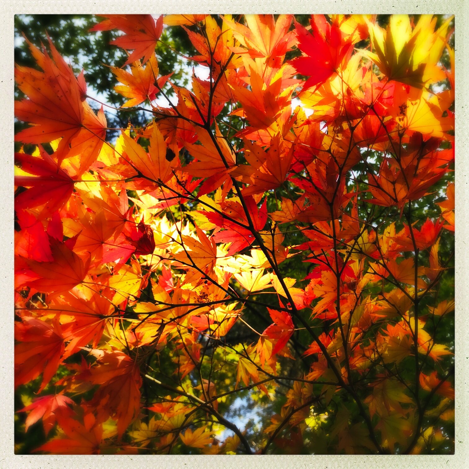 fall leaves (1).jpg