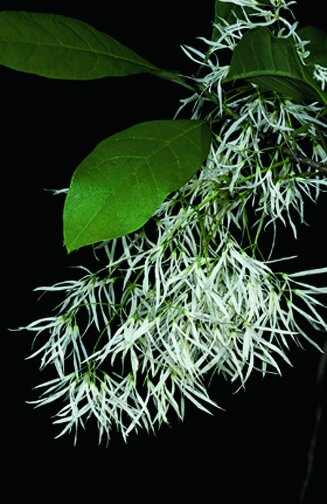 Chionanthus virginicuscopy .jpg
