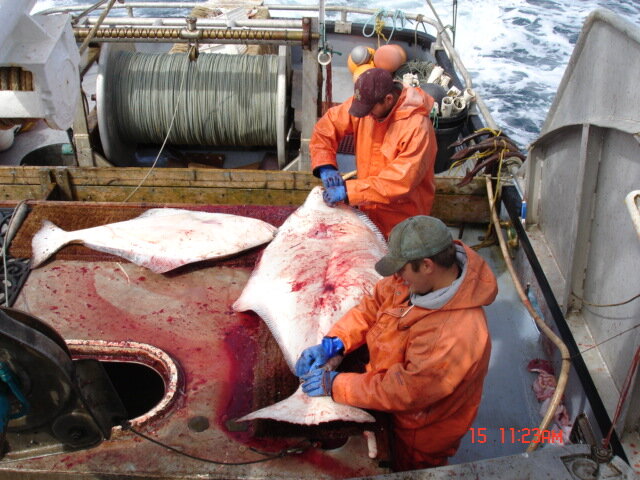 Ken-Mack-working-halibut-better.jpg