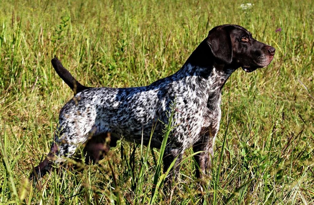 “BENNY” - DC INT CH RU AKC Nat'l WGDC Gambles Benny the Jet MH VCX