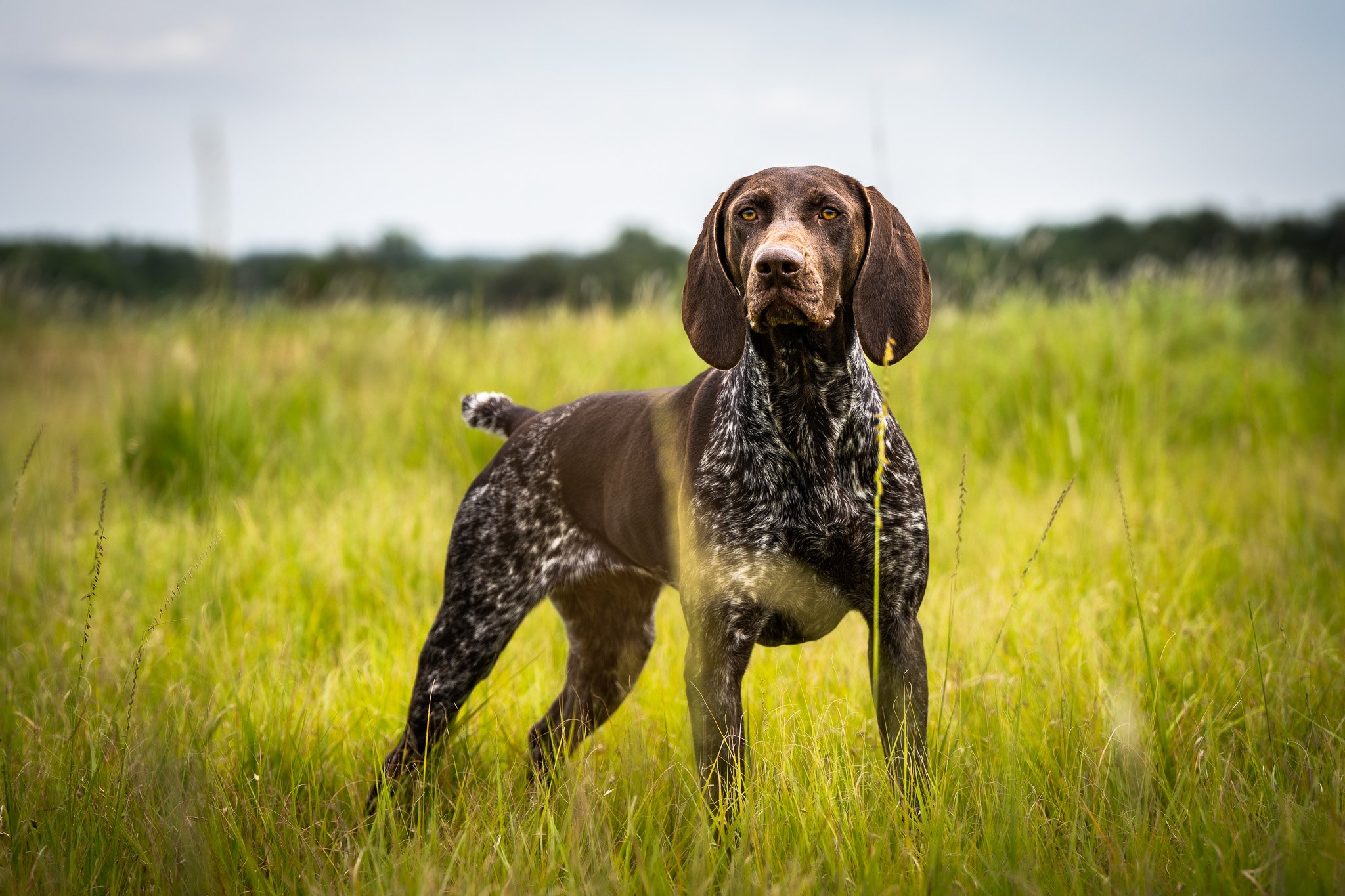 “CASSIE" - STANDING STONES CALI’S SUCCESSION