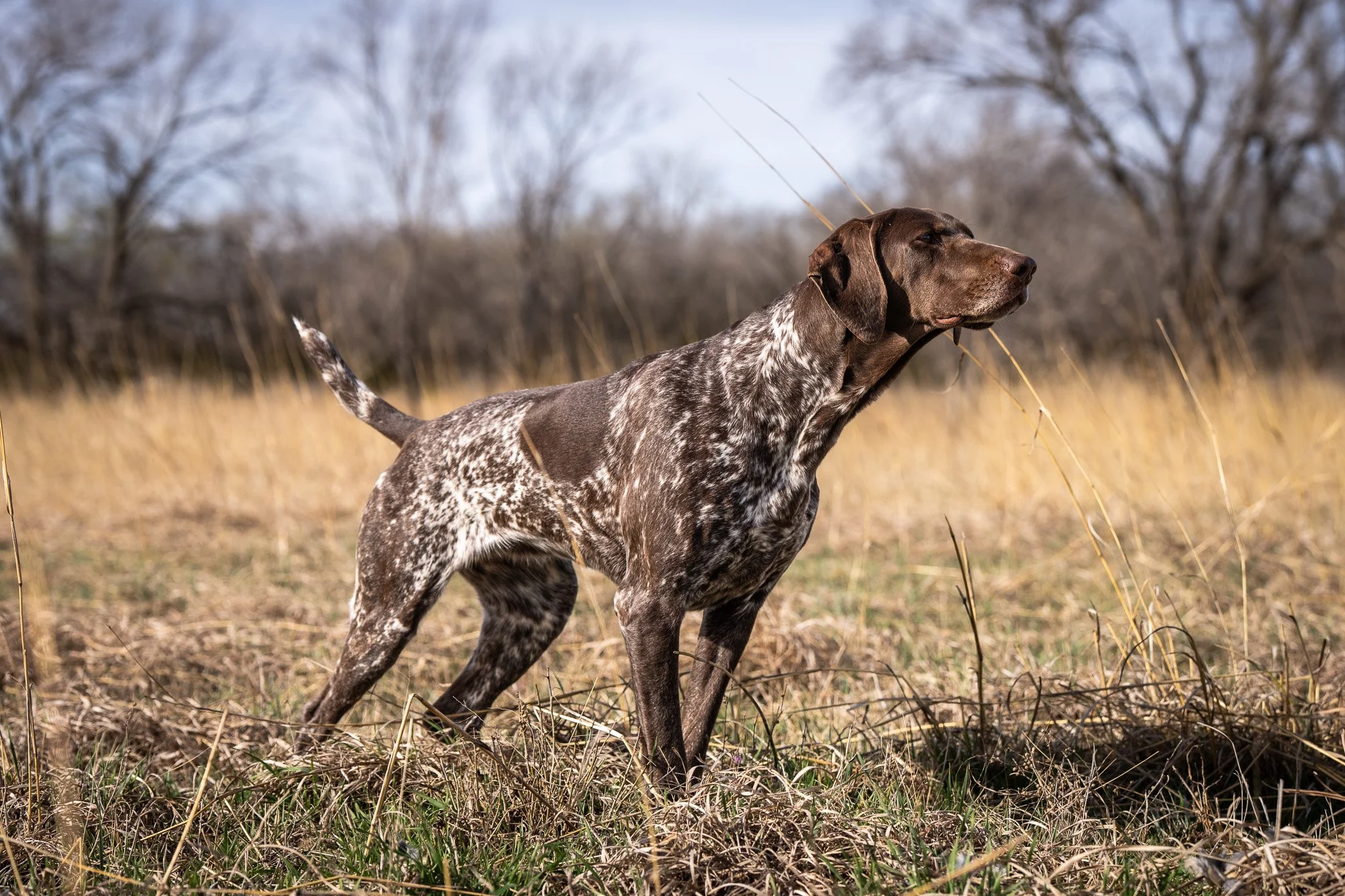 “RYE" - ASPEN HILL ONE MORE POUR MH UT-1