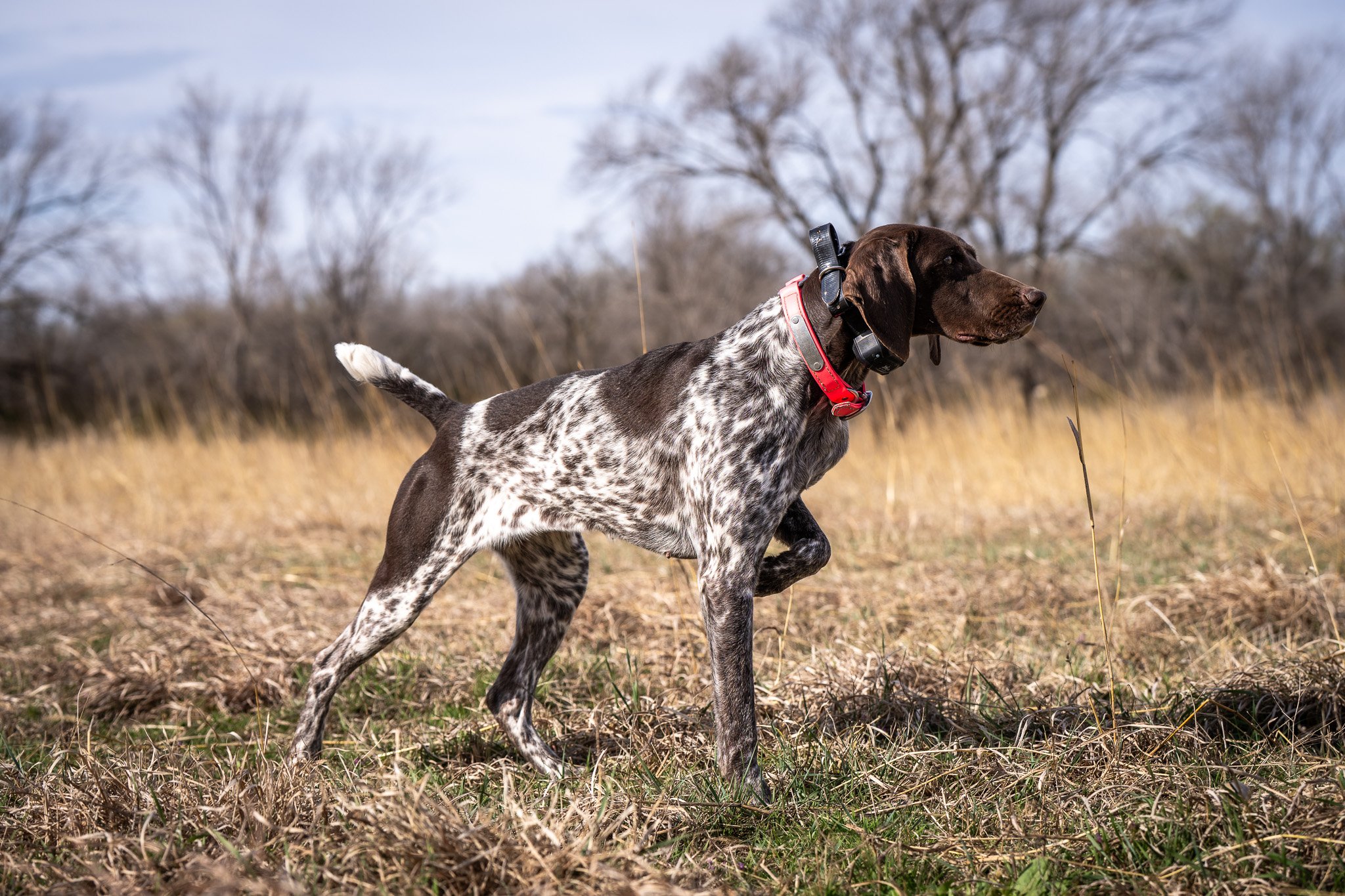 “QUINN" - STANDING STONES EL TESORO MEDICINE WOMAN NA-1